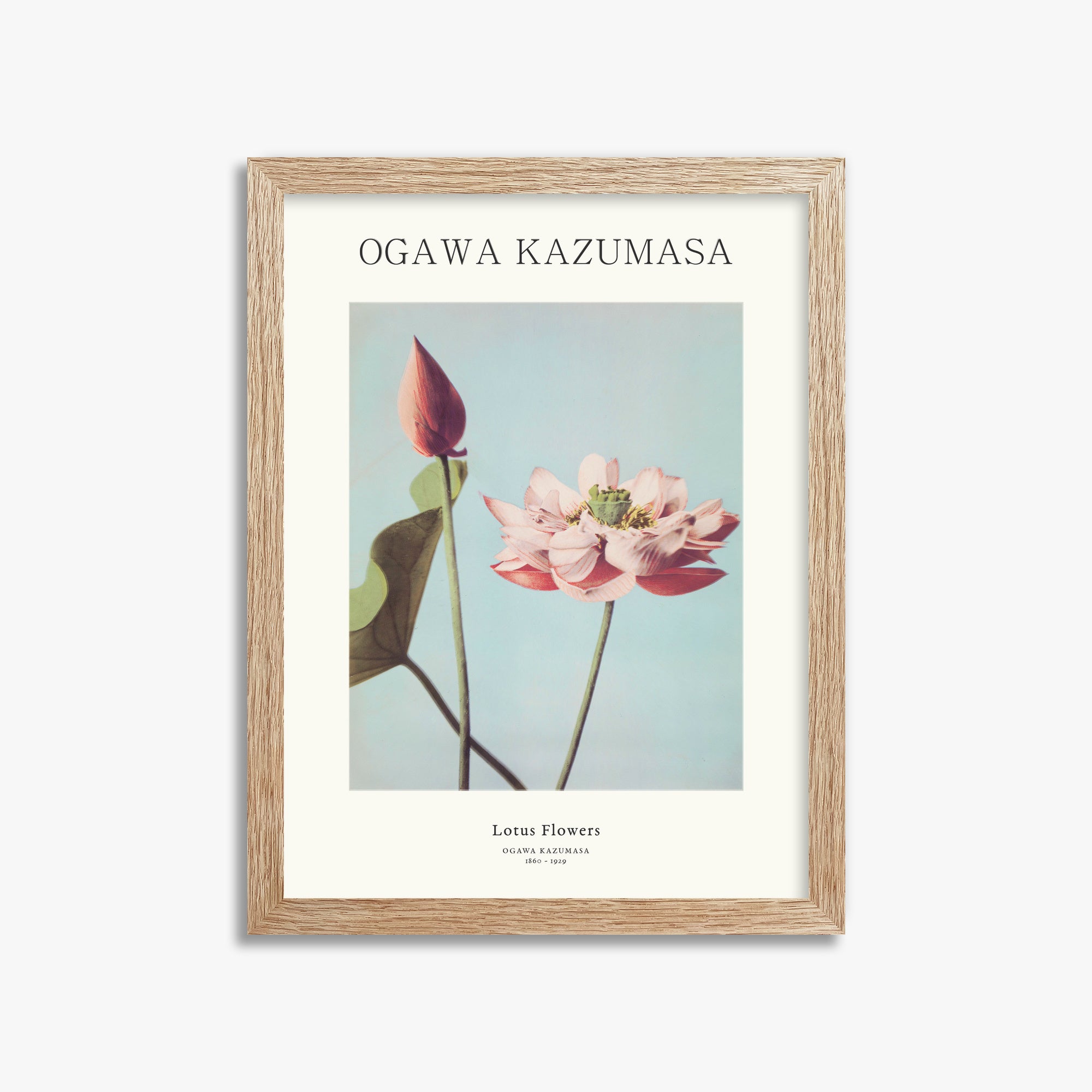 Ogawa Kazumasa: Lotus Flowers - Japandi, 30x40cm Framed Art Reproduction With Raw Oak Frame