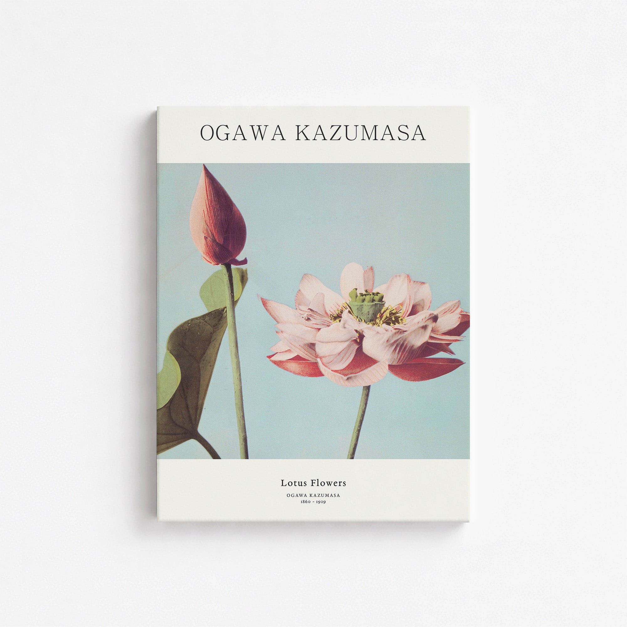 Ogawa Kazumasa: Lotus Flowers - Japandi, 30x40cm Satin Canvas Art Reproduction
