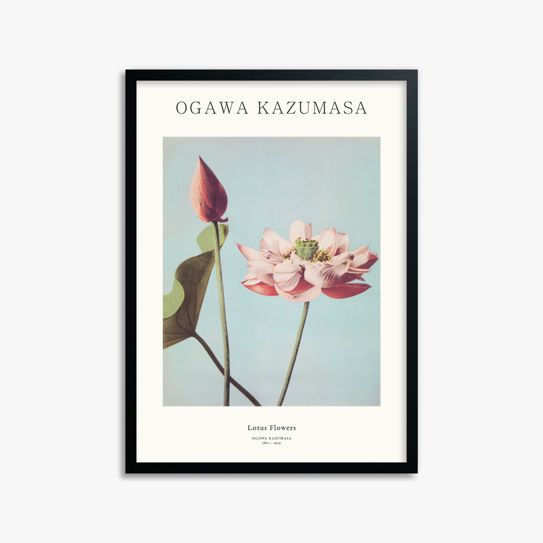 Ogawa Kazumasa: Lotus Flowers - Japandi, 50x70cm Framed Art Reproduction With Black Frame