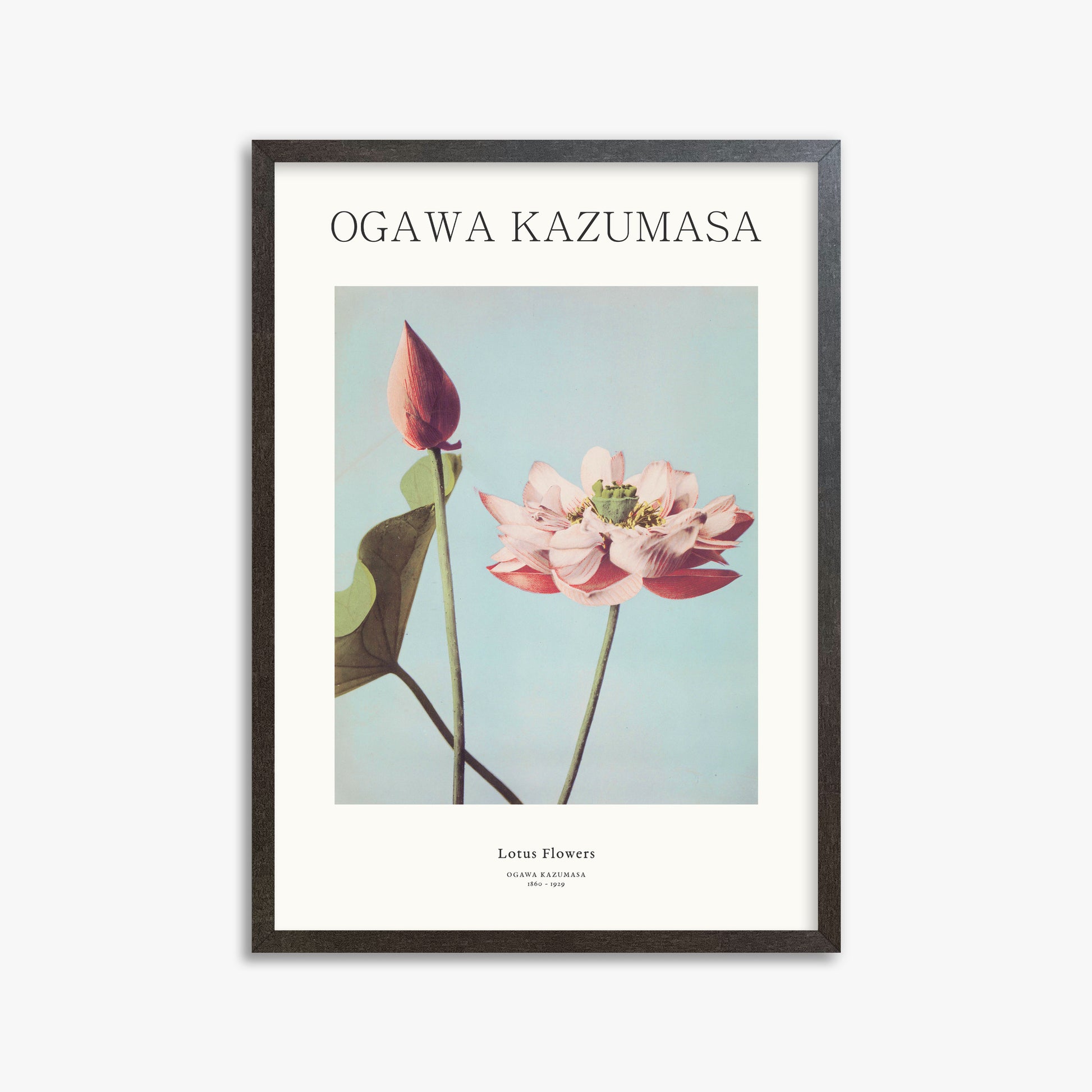 Ogawa Kazumasa: Lotus Flowers - Japandi, 50x70cm Framed Art Reproduction With Espresso Frame