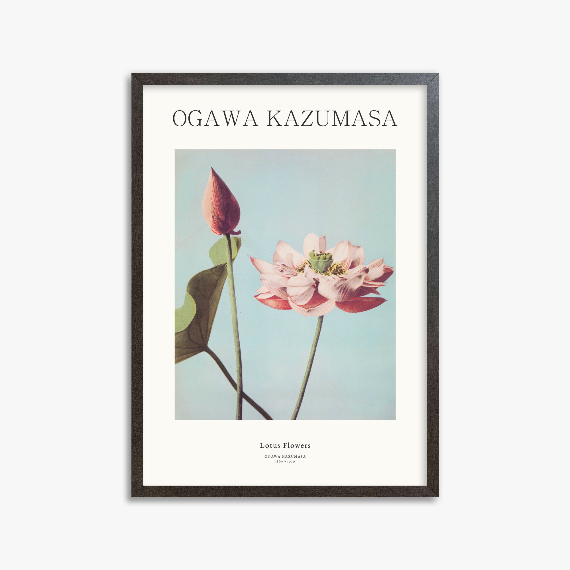 Ogawa Kazumasa: Lotus Flowers - Japandi, 50x70cm Framed Art Reproduction With Espresso Frame