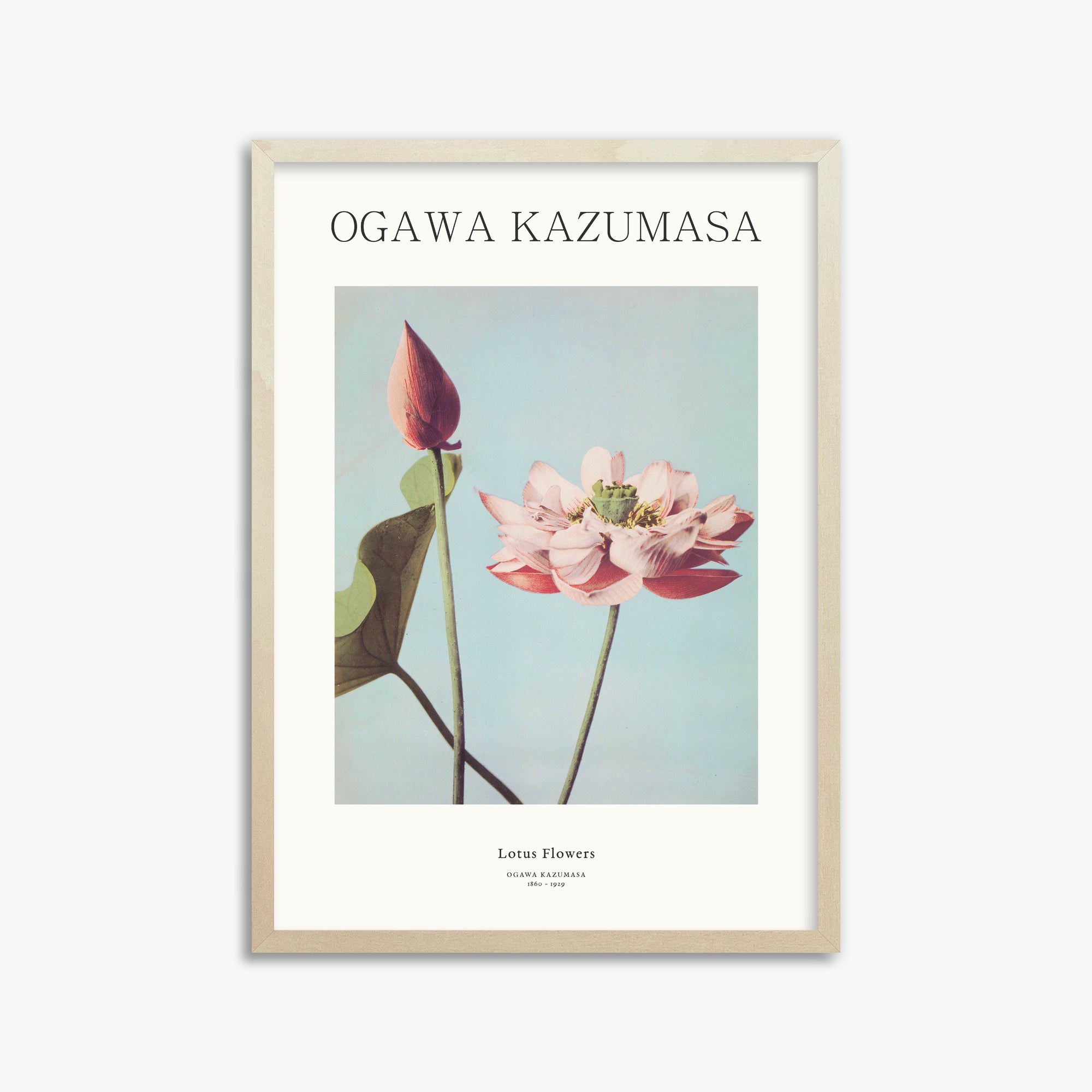 Ogawa Kazumasa: Lotus Flowers - Japandi, 50x70cm Framed Art Reproduction With Lime Wood Frame
