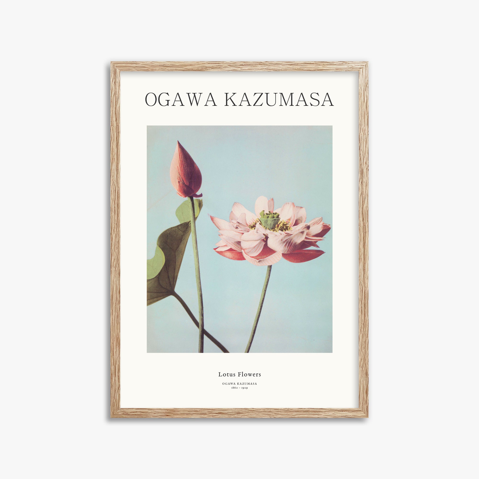 Ogawa Kazumasa: Lotus Flowers - Japandi, 50x70cm Framed Art Reproduction With Raw Oak Frame