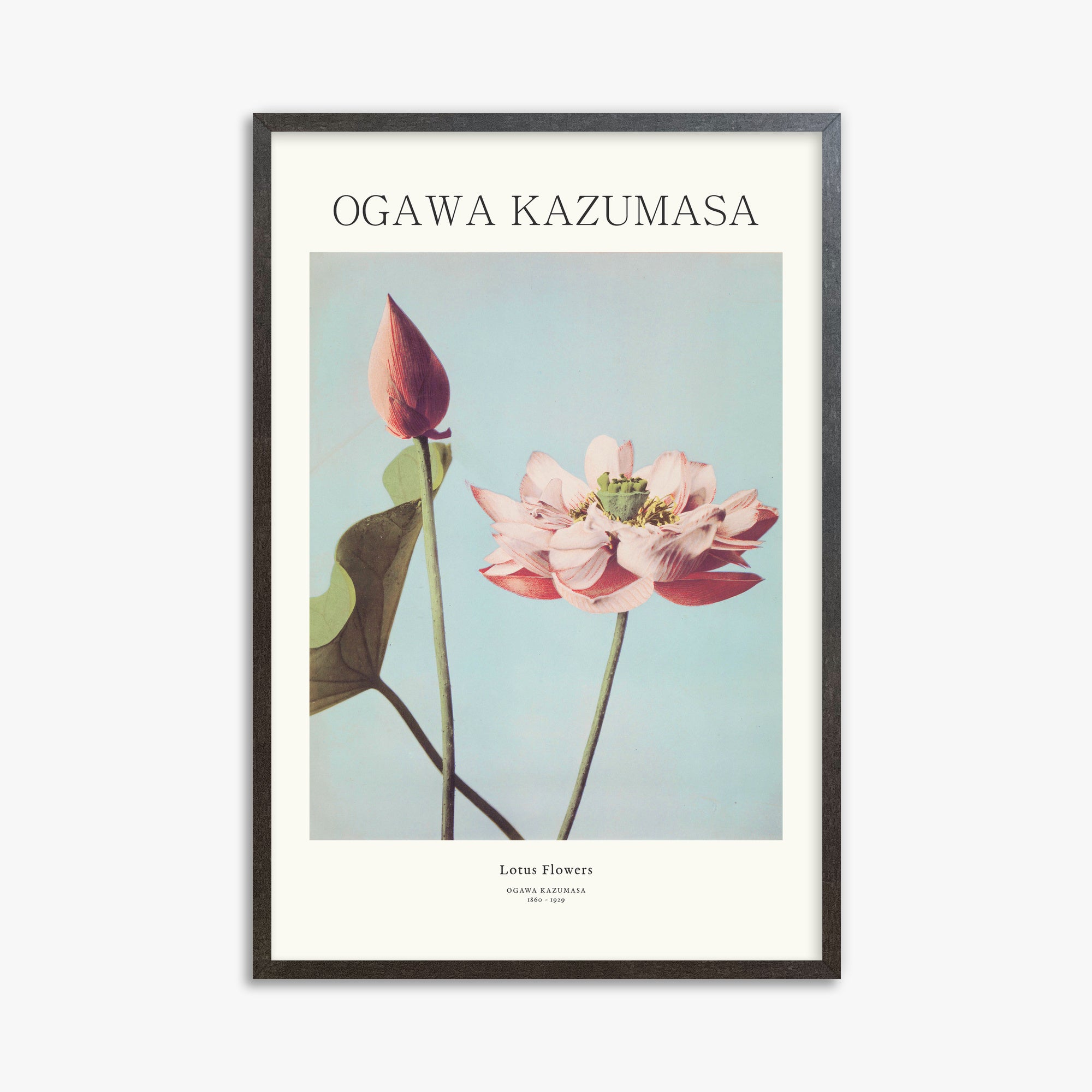 Ogawa Kazumasa: Lotus Flowers - Japandi, 61x91cm Framed Art Reproduction With Espresso Frame