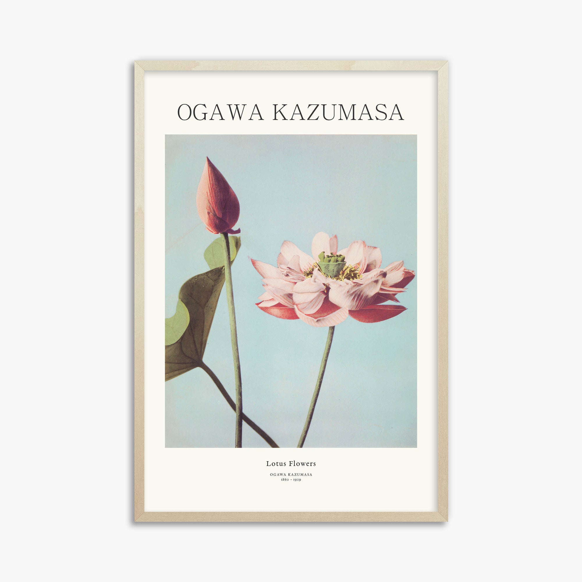 Ogawa Kazumasa: Lotus Flowers - Japandi, 61x91cm Framed Art Reproduction With Lime Wood Frame
