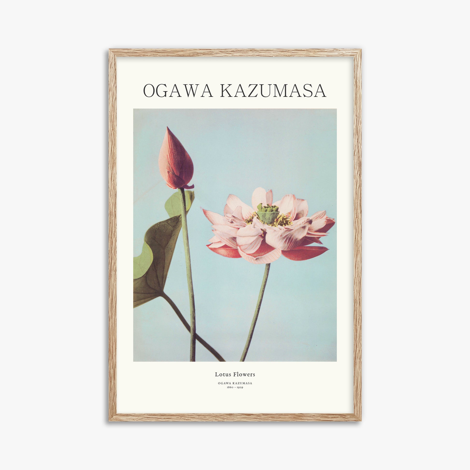 Ogawa Kazumasa: Lotus Flowers - Japandi, 61x91cm Framed Art Reproduction With Raw Oak Frame