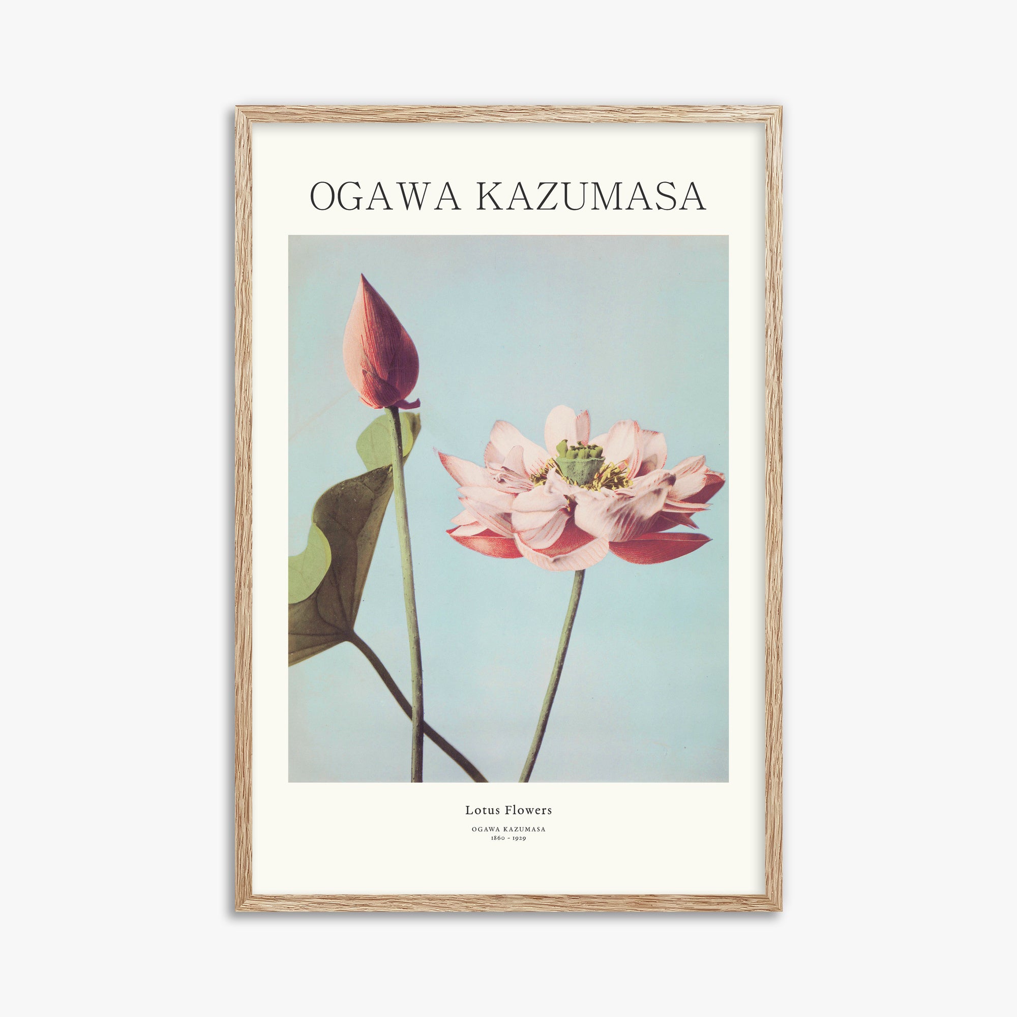 Ogawa Kazumasa: Lotus Flowers - Japandi, 61x91cm Framed Art Reproduction With Raw Oak Frame