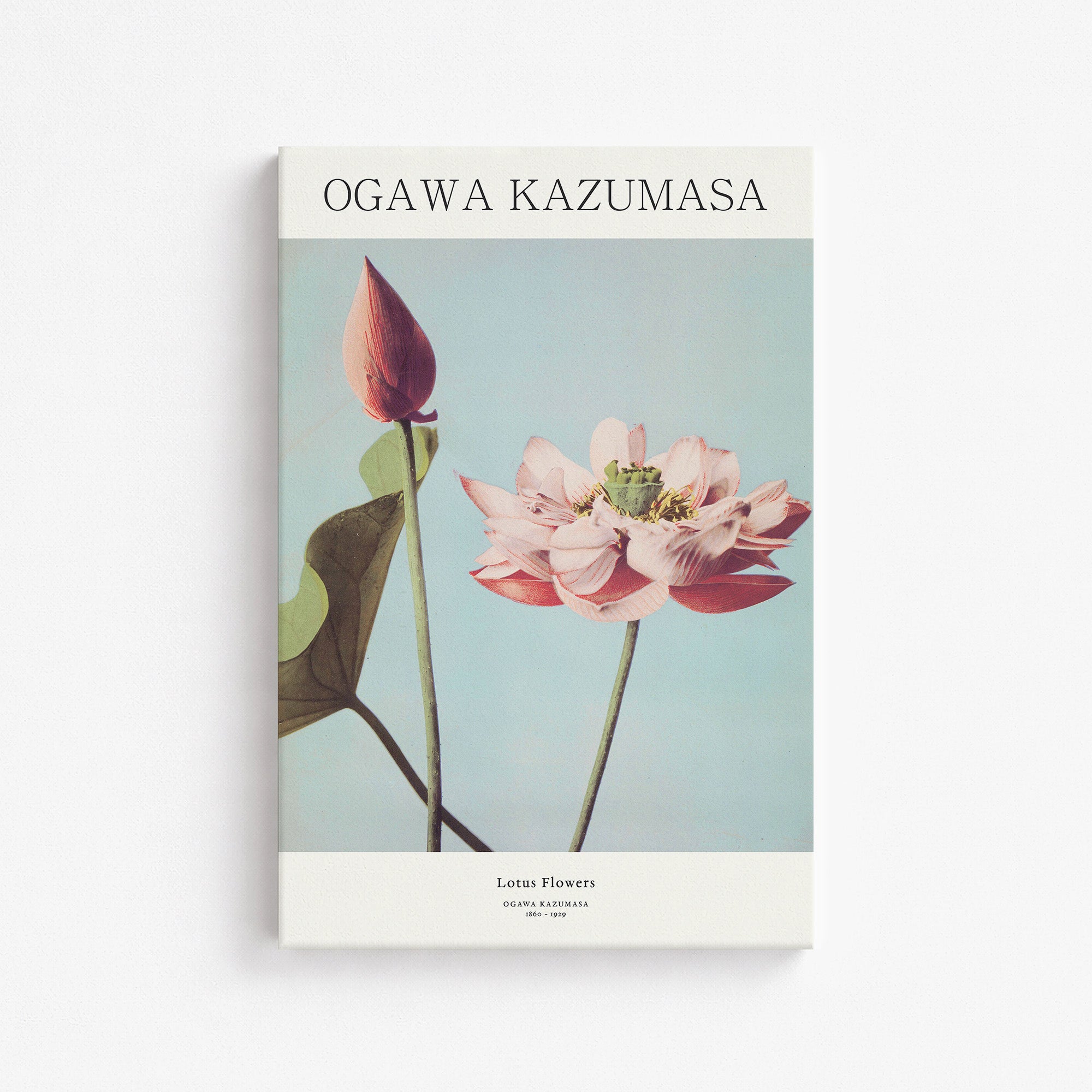 Ogawa Kazumasa: Lotus Flowers - Japandi, 61x91cm Satin Canvas Art Reproduction
