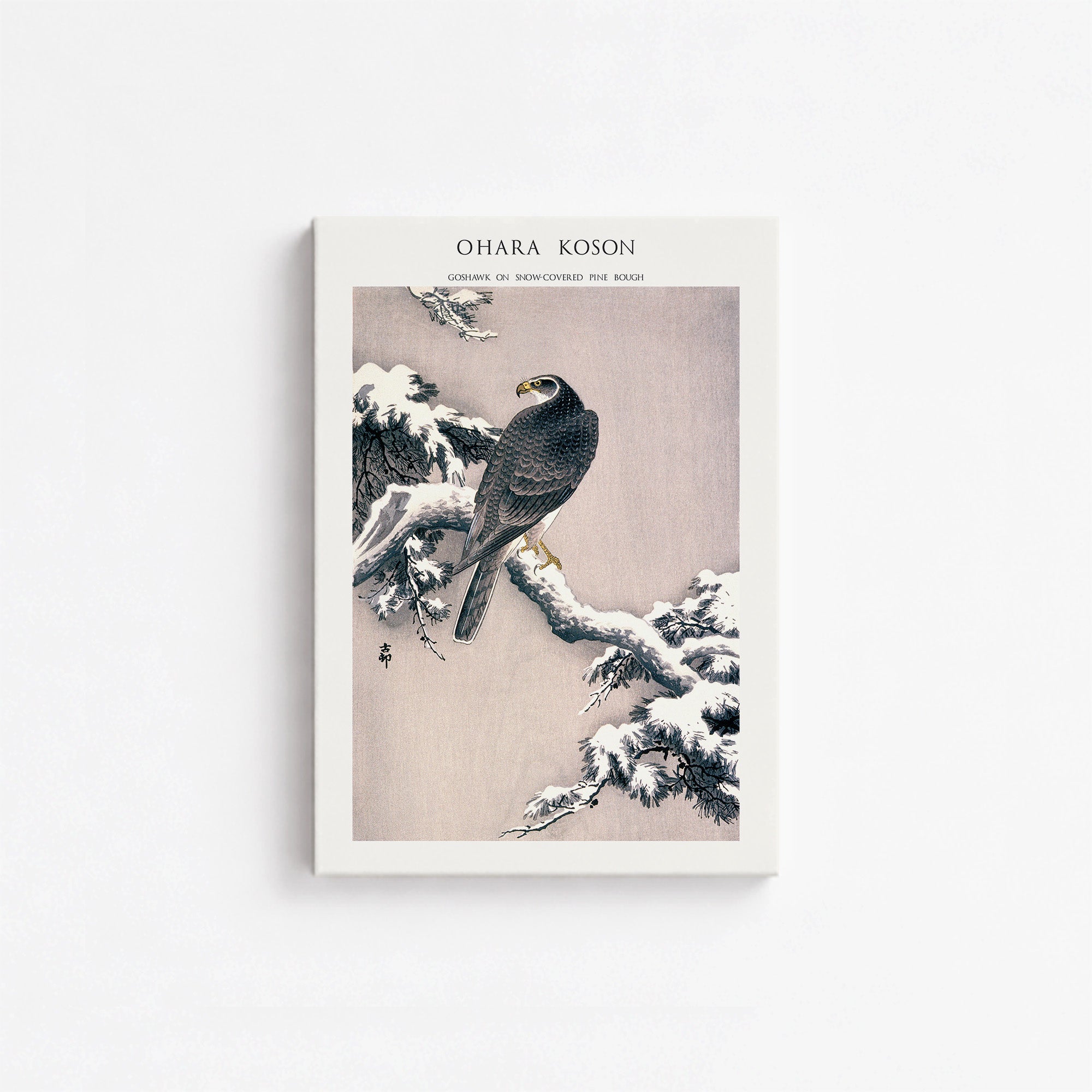 Habicht auf schneebedecktem Kiefernzweig - Galeriestil