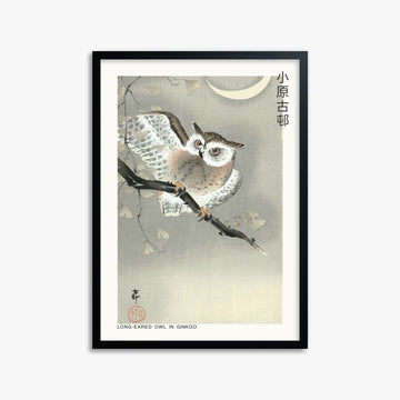 Ohara Koson: Long-eared owl in ginkgo - Japandi, 50x70cm Framed Art Reproduction With Black Frame
