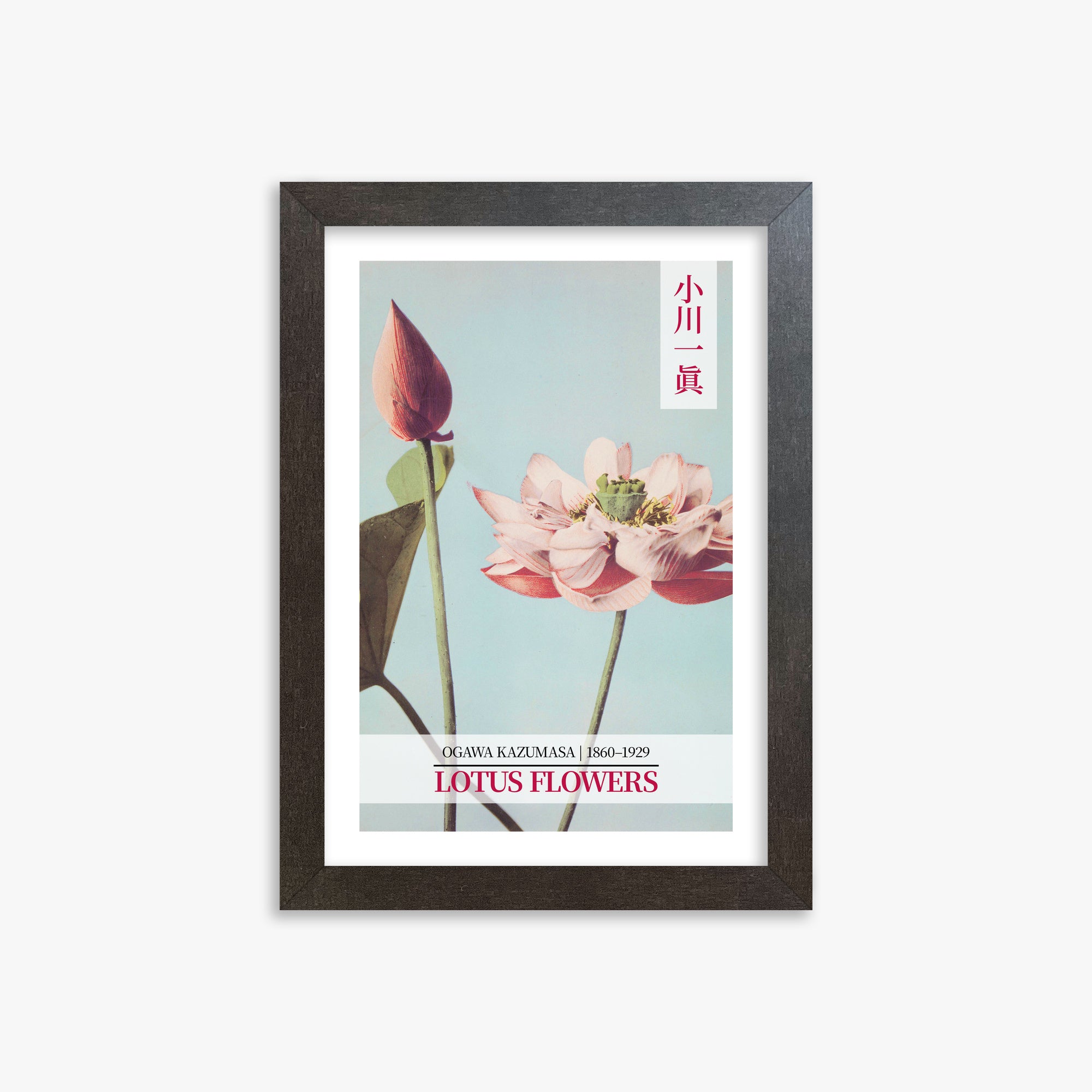 Ogawa Kazumasa: Lotus Flowers - Gallery-style 2, 21x30cm Framed Art Reproduction With Espresso Frame