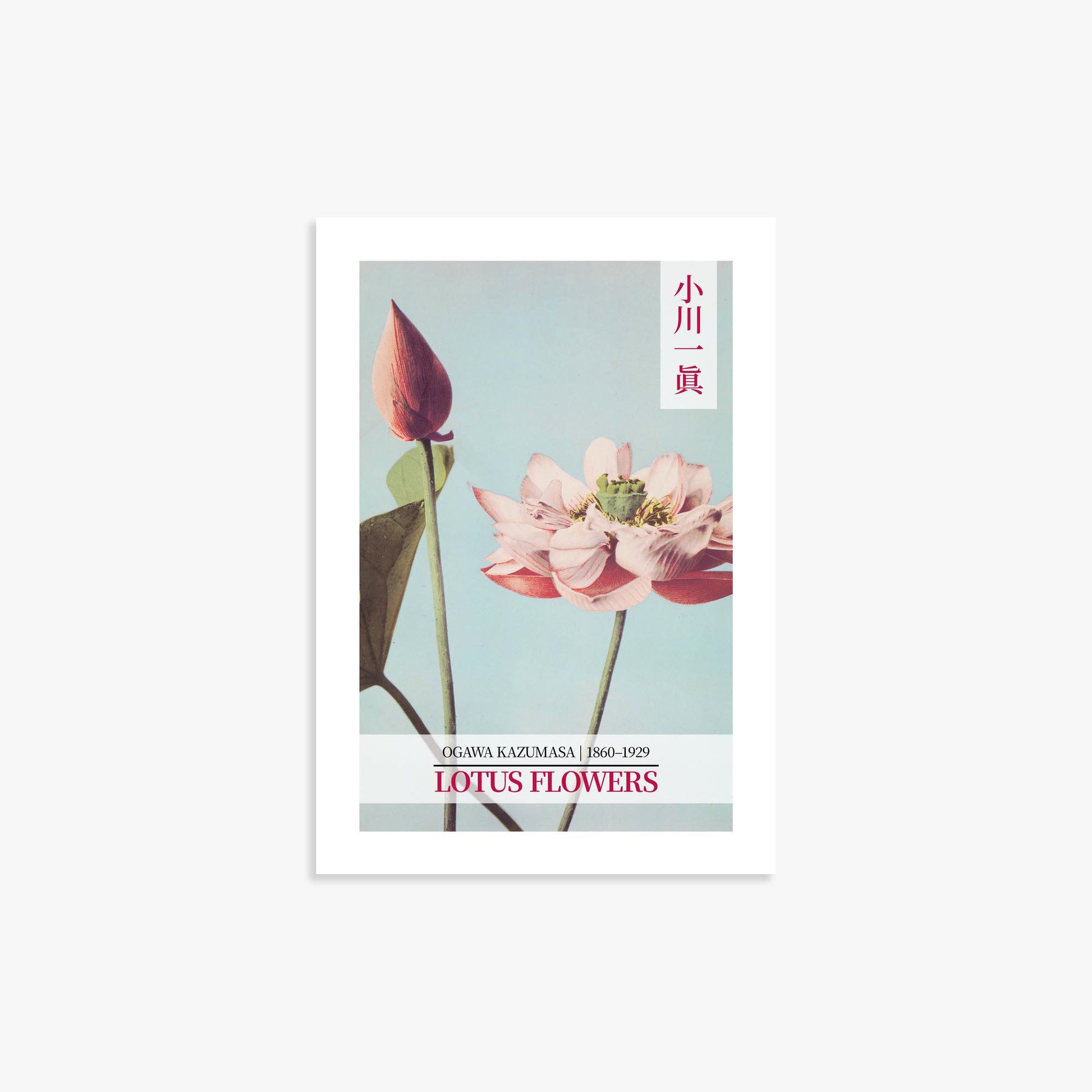 Ogawa Kazumasa: Lotus Flowers - Gallery-style 2 21x30 cm Art Reproduction Unframed
