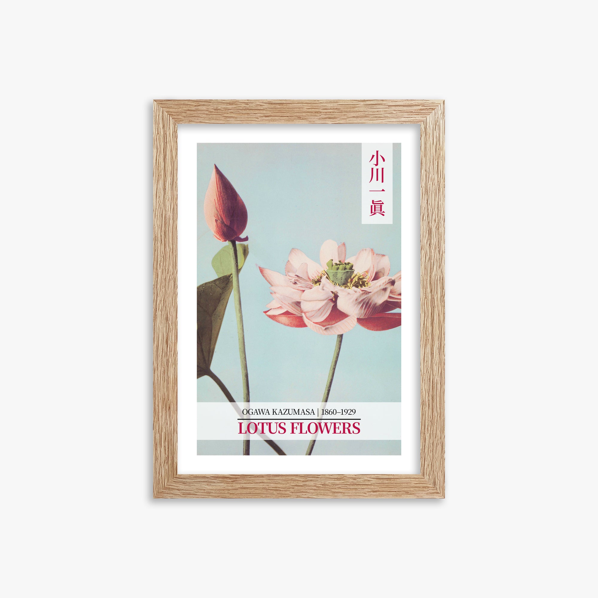 Ogawa Kazumasa: Lotus Flowers - Gallery-style 2, 21x30cm Framed Art Reproduction With Raw Oak Frame
