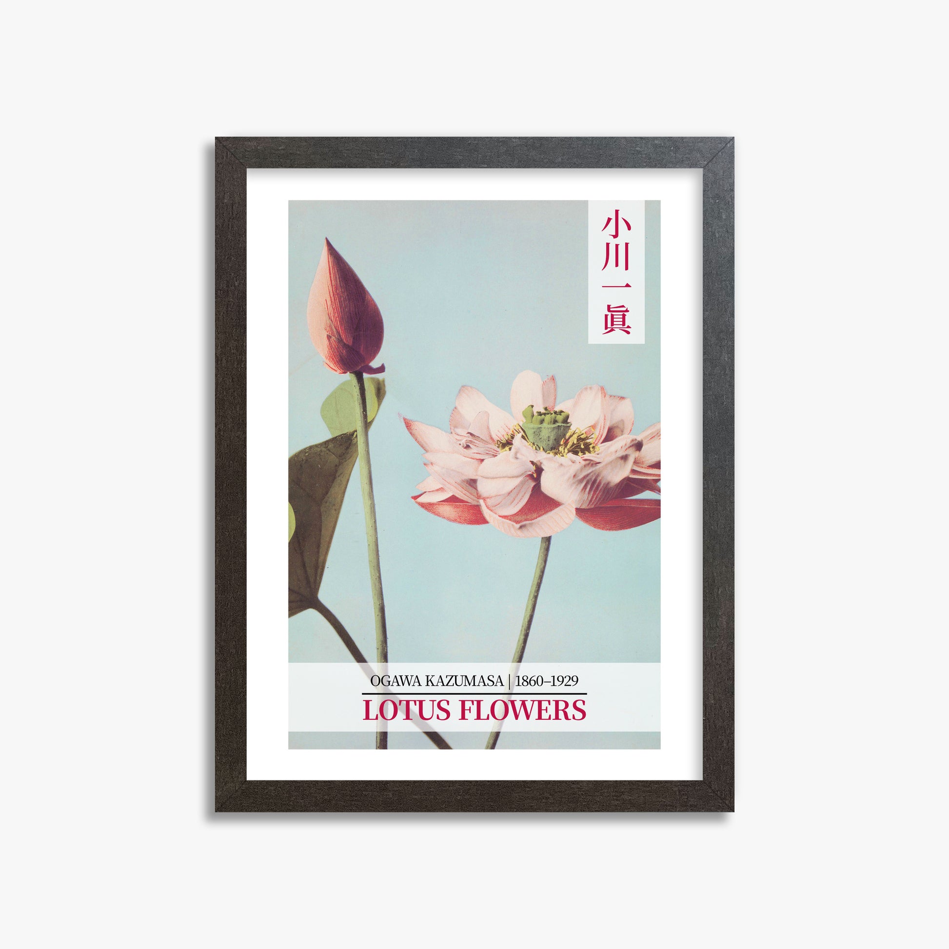 Ogawa Kazumasa: Lotus Flowers - Gallery-style 2, 30x40cm Framed Art Reproduction With Espresso Frame