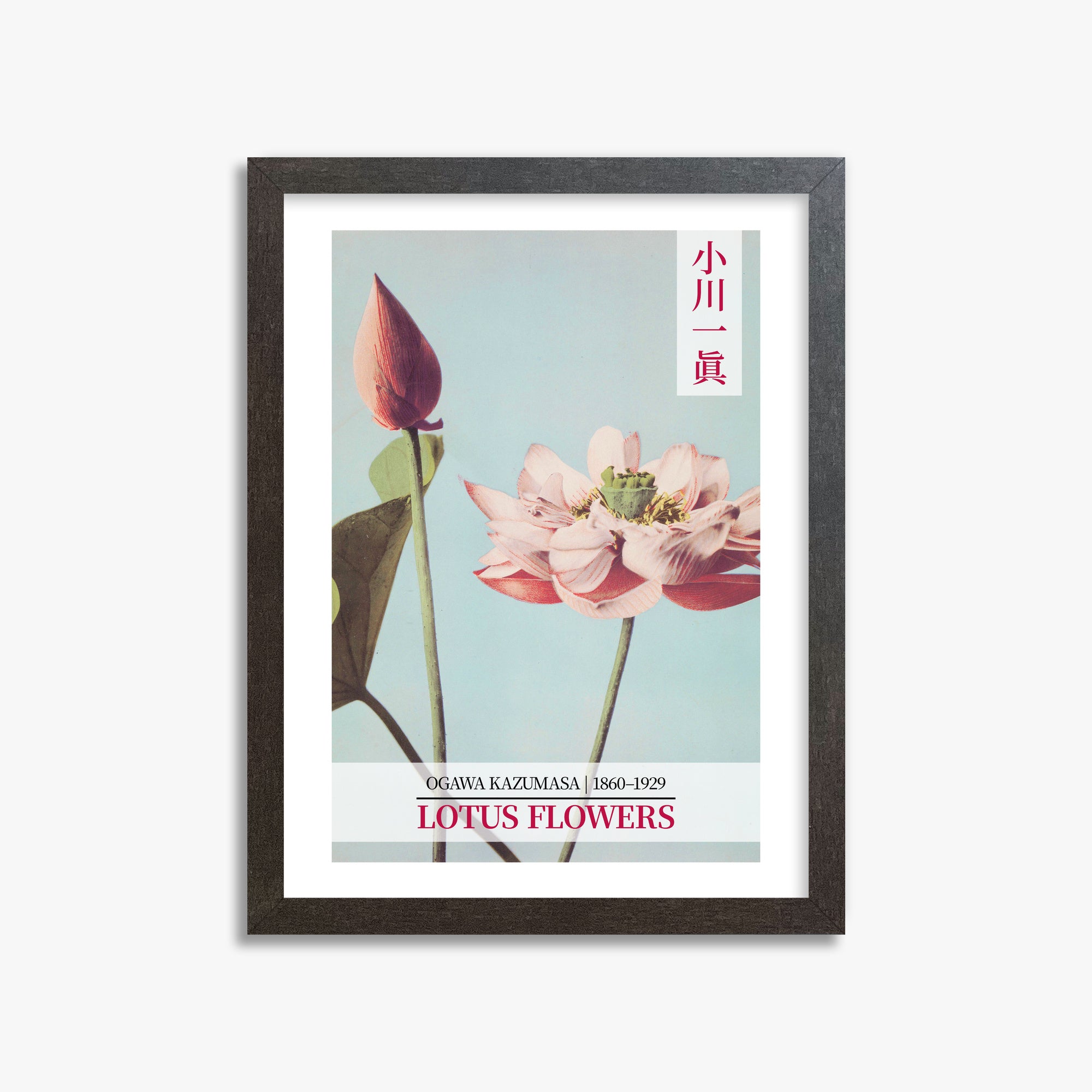 Ogawa Kazumasa: Lotus Flowers - Gallery-style 2, 30x40cm Framed Art Reproduction With Espresso Frame