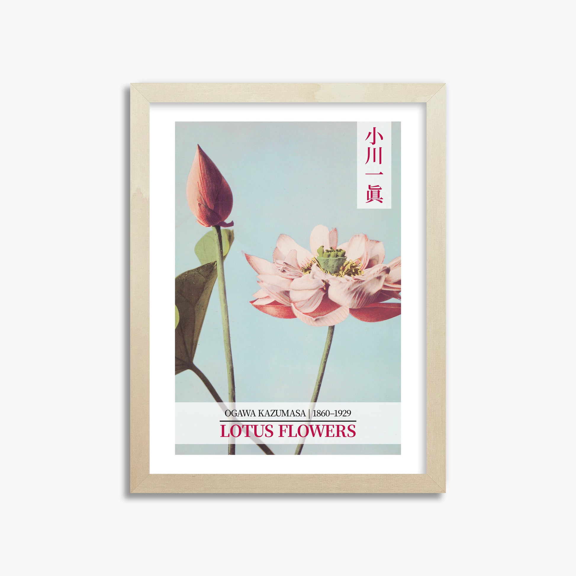 Ogawa Kazumasa: Lotus Flowers - Gallery-style 2, 30x40cm Framed Art Reproduction With Lime Wood Frame