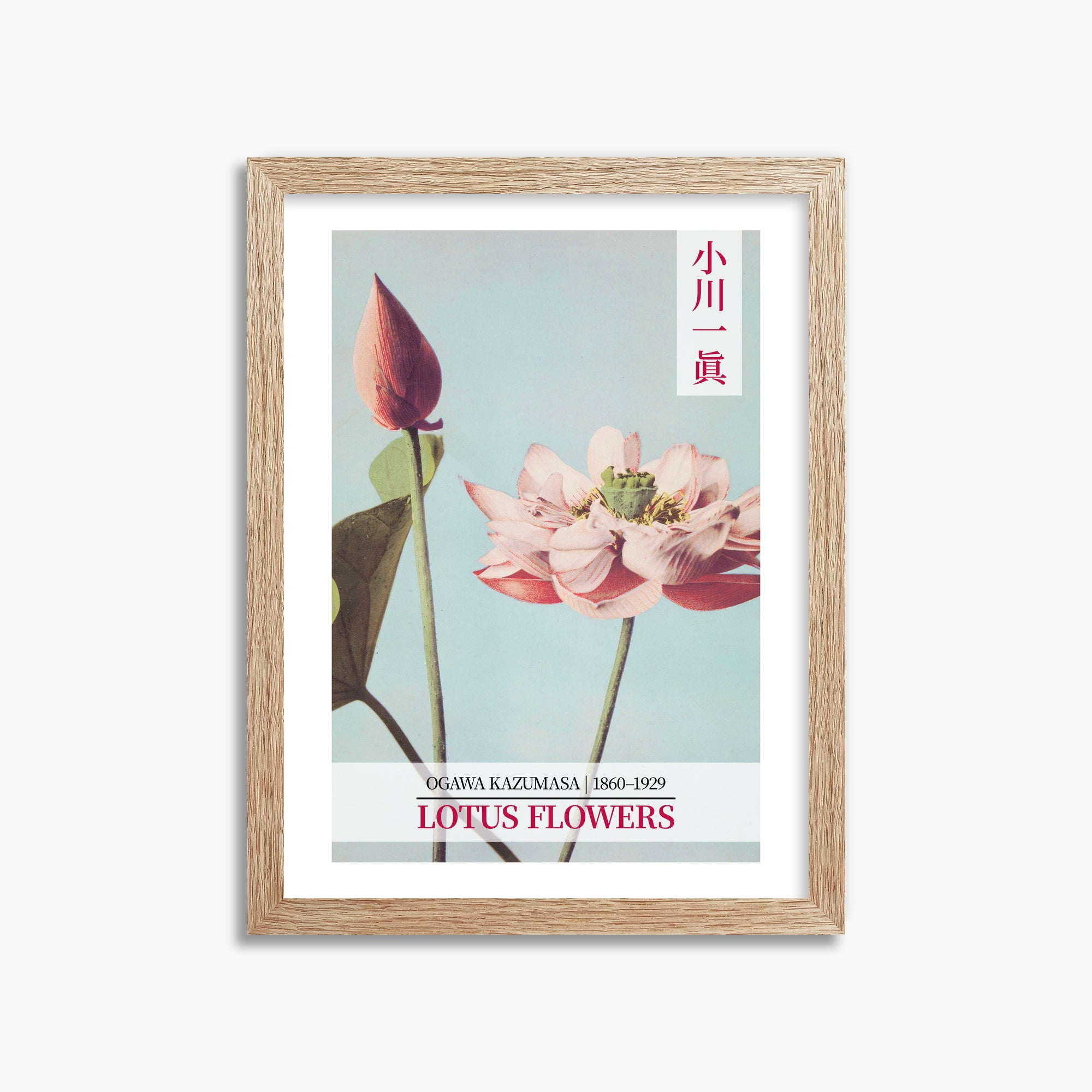 Ogawa Kazumasa: Lotus Flowers - Gallery-style 2, 30x40cm Framed Art Reproduction With Raw Oak Frame