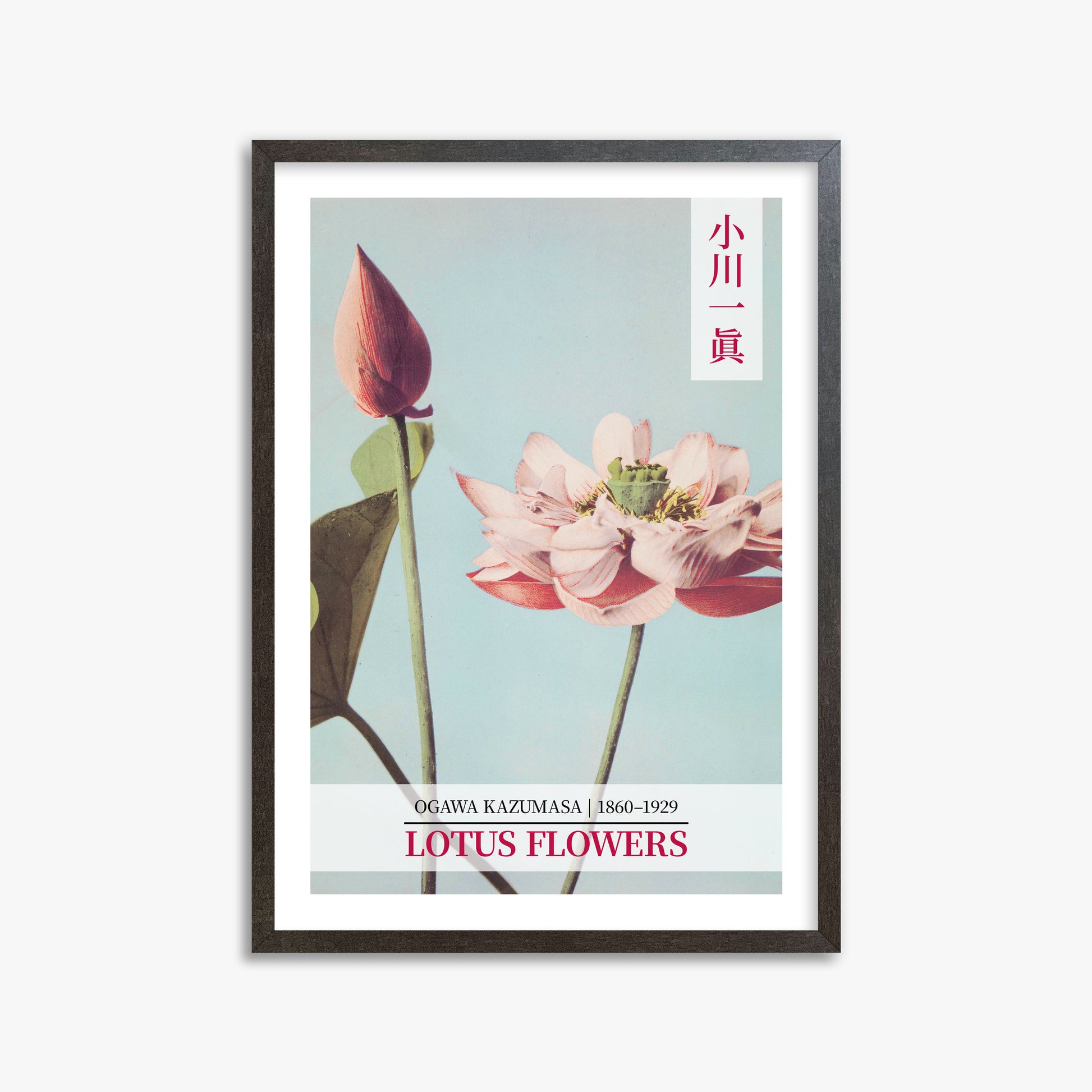 Ogawa Kazumasa: Lotus Flowers - Gallery-style 2, 50x70cm Framed Art Reproduction With Espresso Frame