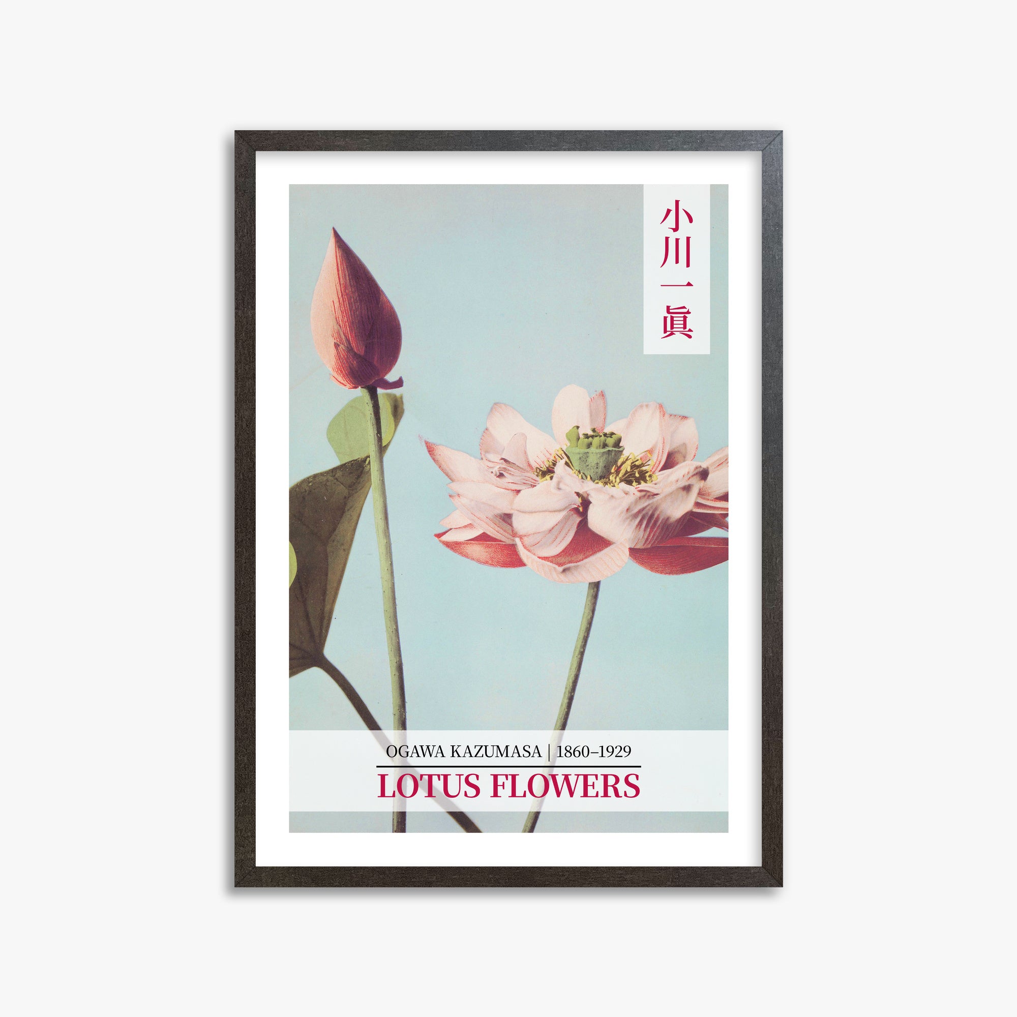 Ogawa Kazumasa: Lotus Flowers - Gallery-style 2, 50x70cm Framed Art Reproduction With Espresso Frame