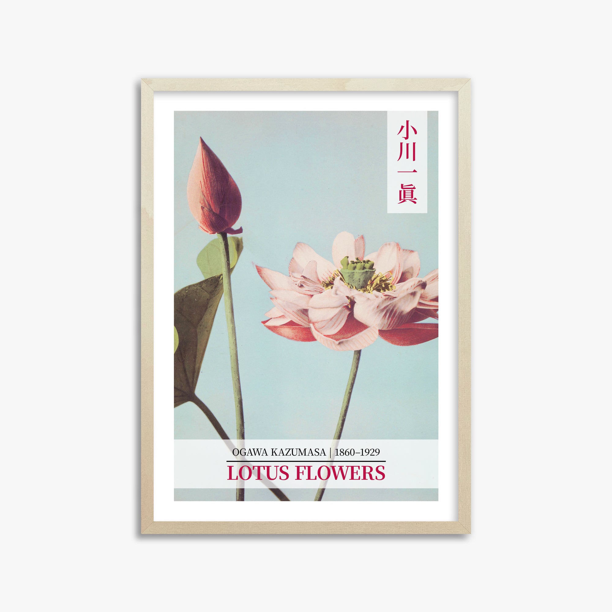Ogawa Kazumasa: Lotus Flowers - Gallery-style 2, 50x70cm Framed Art Reproduction With Lime Wood Frame
