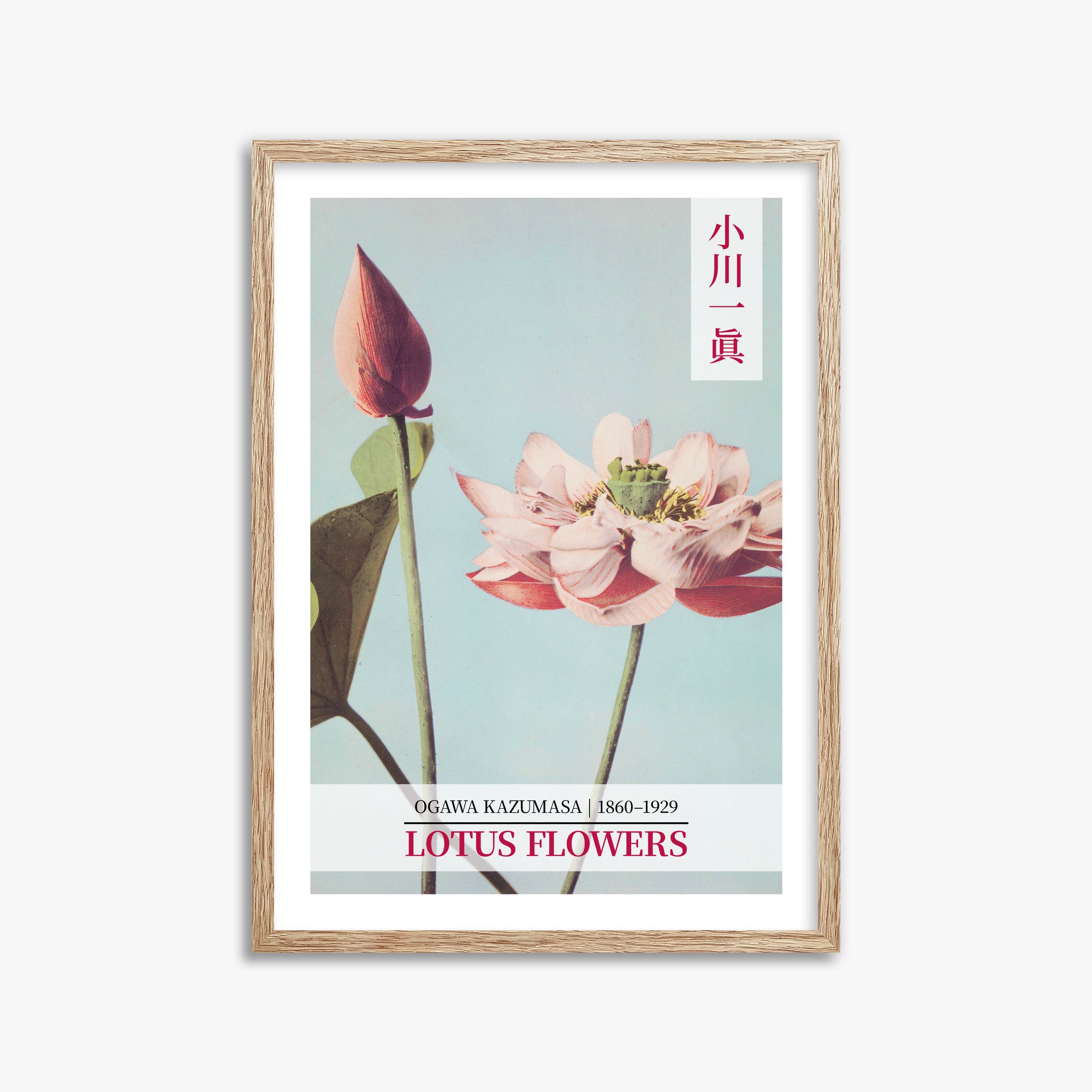 Ogawa Kazumasa: Lotus Flowers - Gallery-style 2, 50x70cm Framed Art Reproduction With Raw Oak Frame