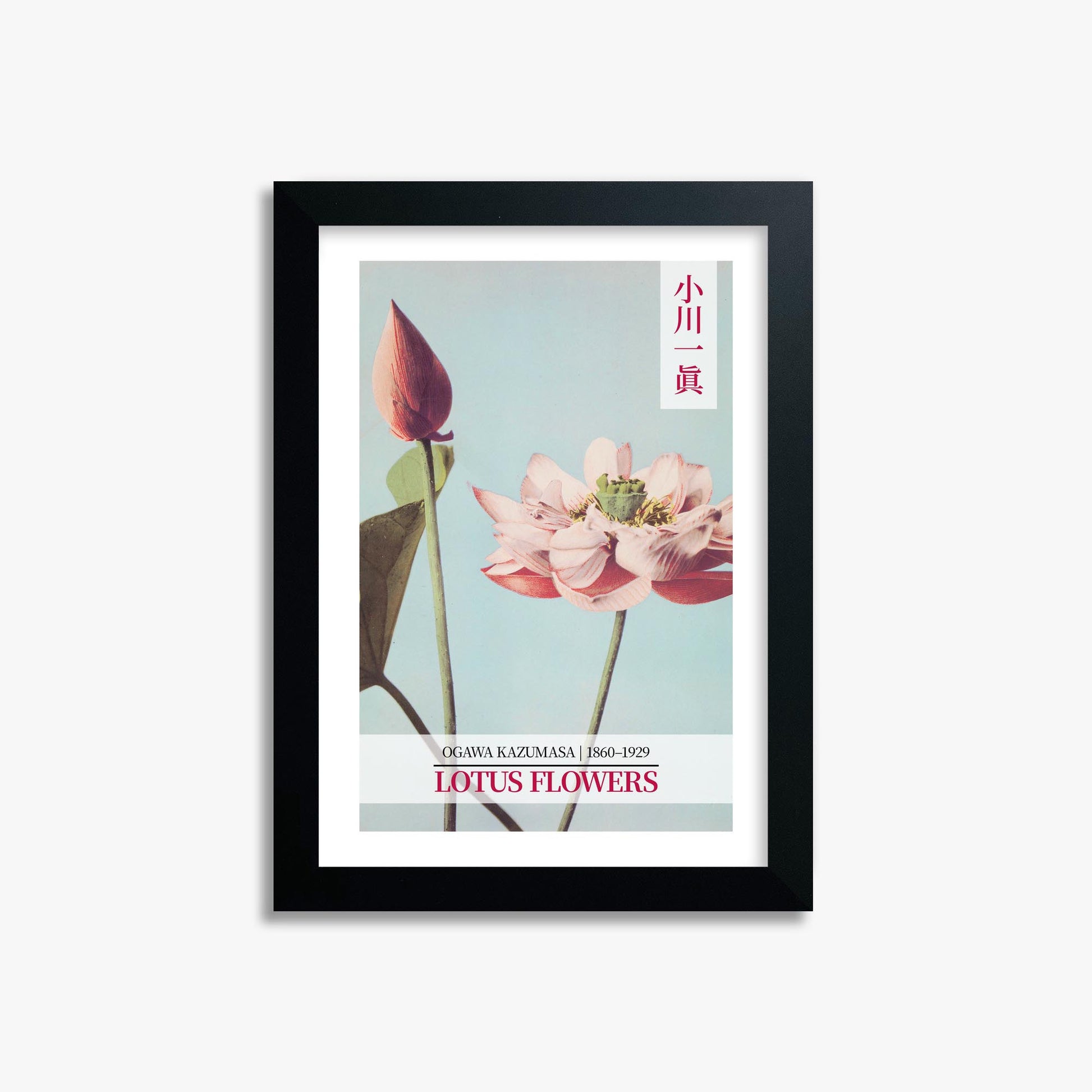 Ogawa Kazumasa: Lotus Flowers - Gallery-style 2 21x30 cm Art Reproduction With Black Frame