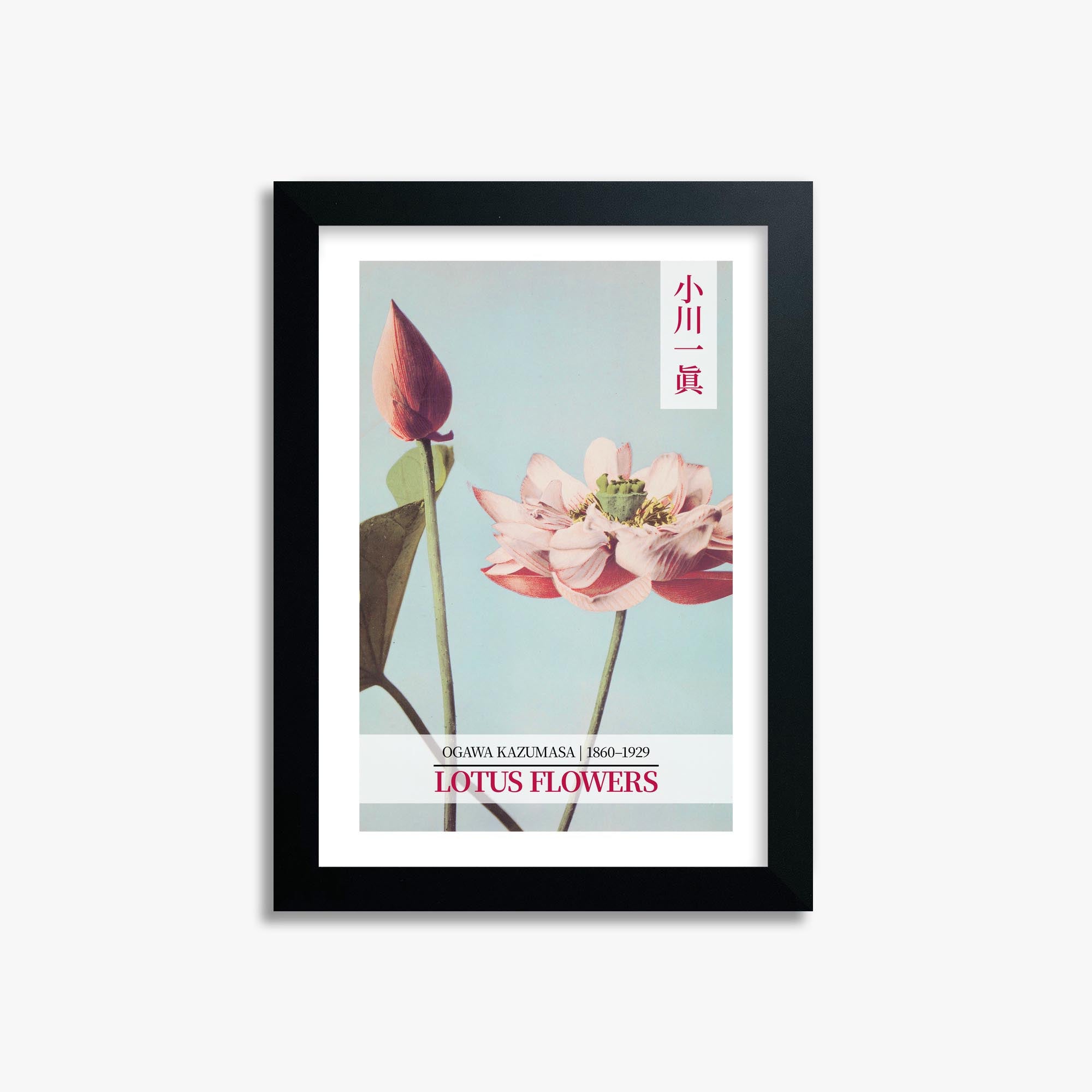 Ogawa Kazumasa: Lotus Flowers - Gallery-style 2 21x30 cm Art Reproduction With Black Frame