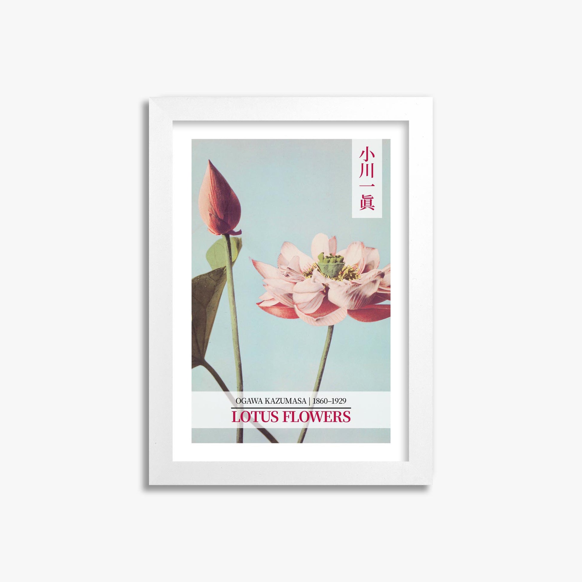 Ogawa Kazumasa: Lotus Flowers - Gallery-style 2 21x30 cm Art Reproduction With White Frame