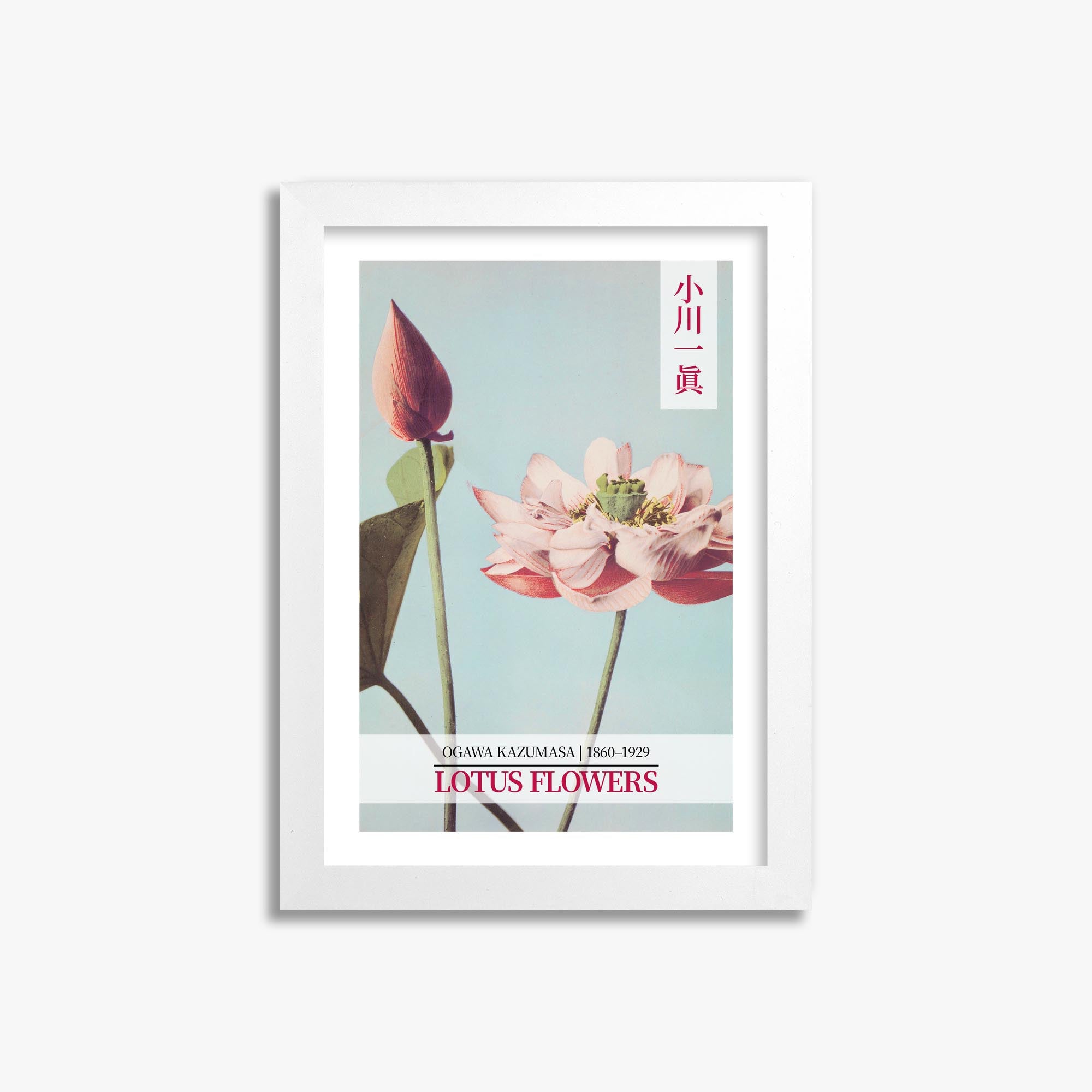 Ogawa Kazumasa: Lotus Flowers - Gallery-style 2 21x30 cm Art Reproduction With White Frame