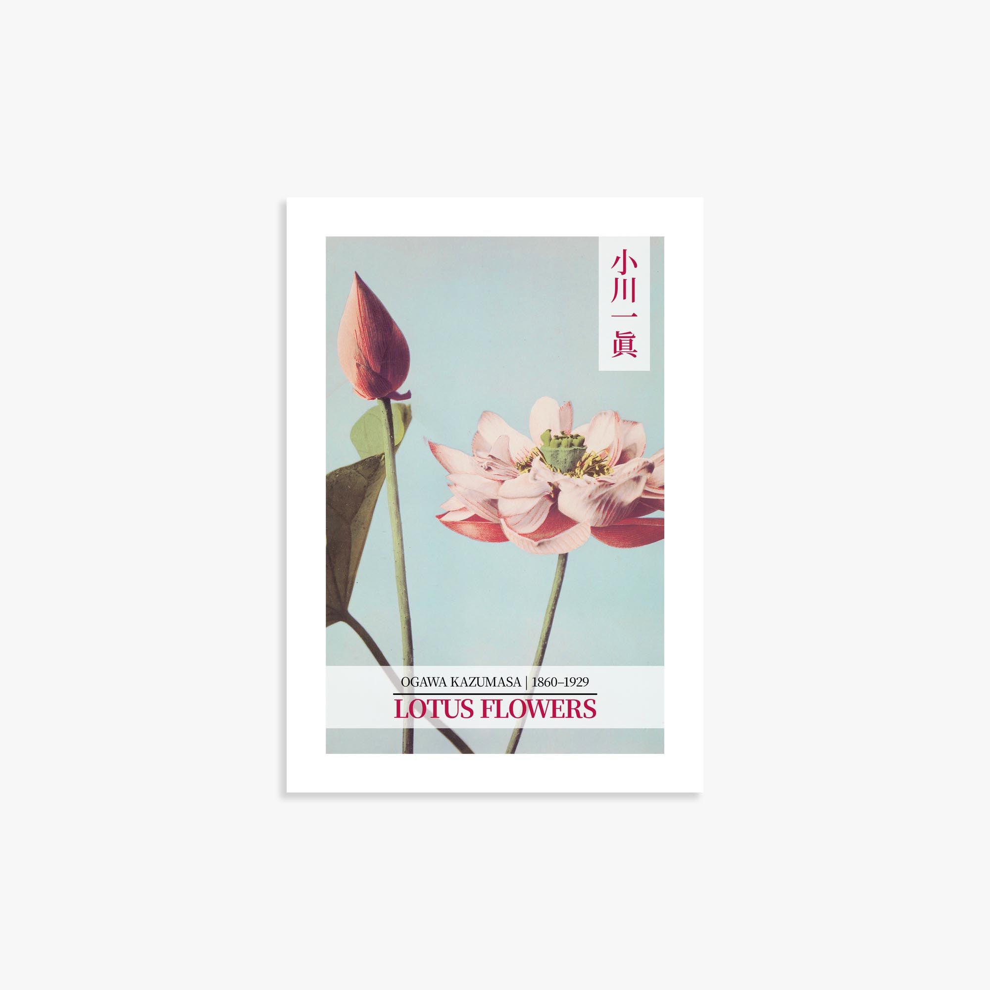 Ogawa Kazumasa: Lotus Flowers - Gallery-style 2 21x30 cm Art Reproduction Unframed
