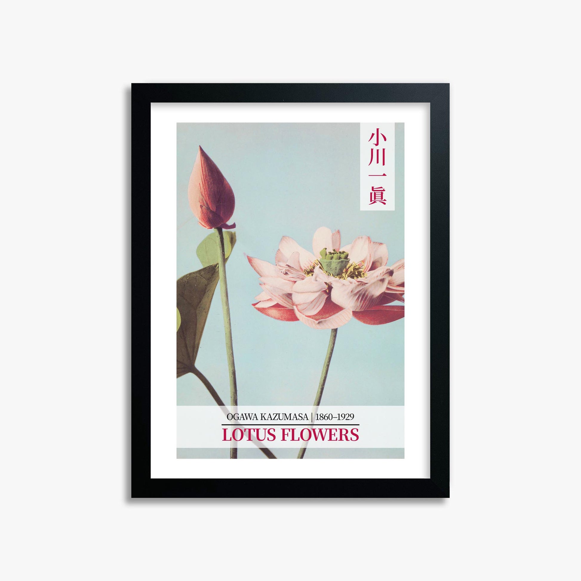 Ogawa Kazumasa: Lotus Flowers - Gallery-style 2 30x40 cm Art Reproduction With Black Frame