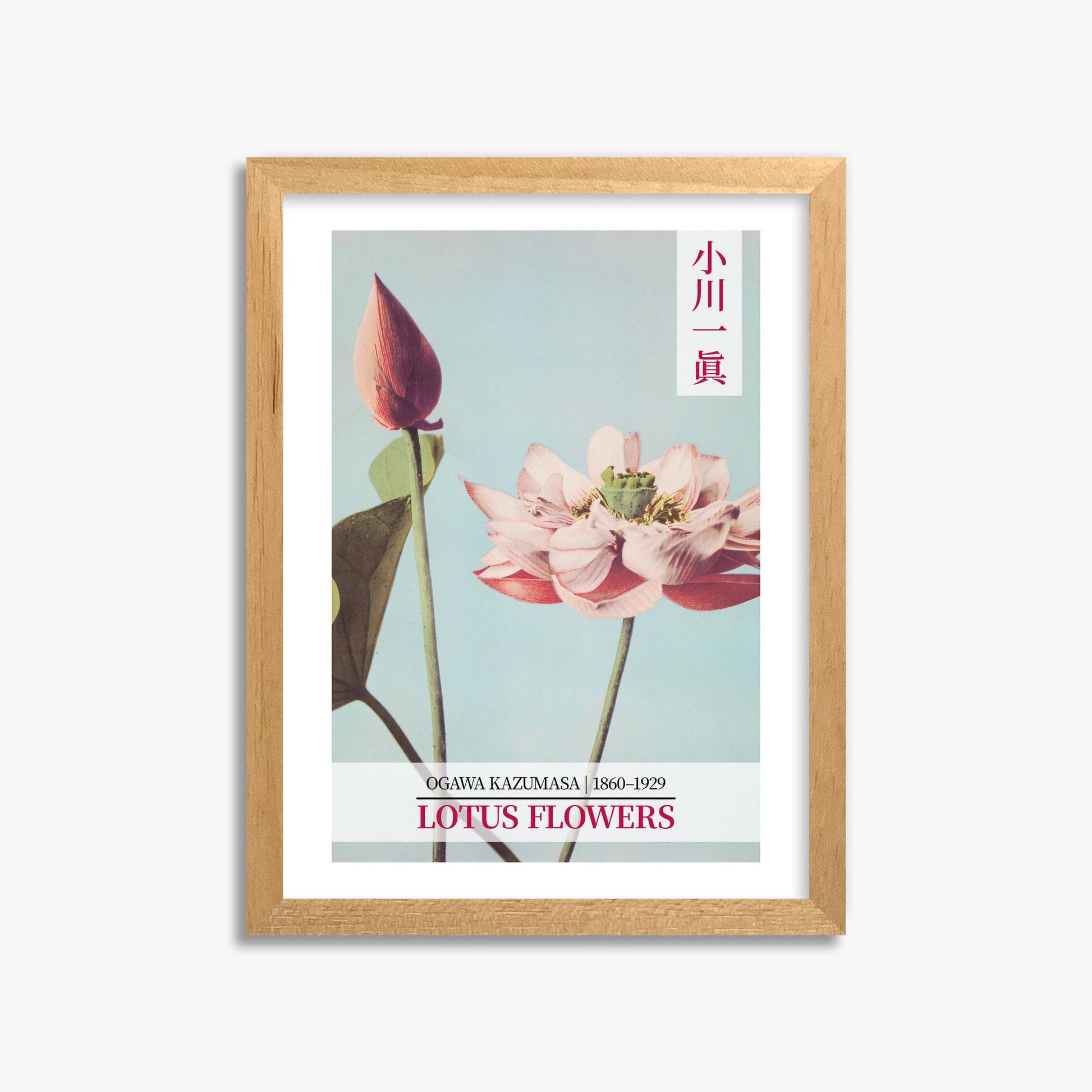 Ogawa Kazumasa: Lotus Flowers - Gallery-style 2 30x40 cm Art Reproduction With Oak Frame