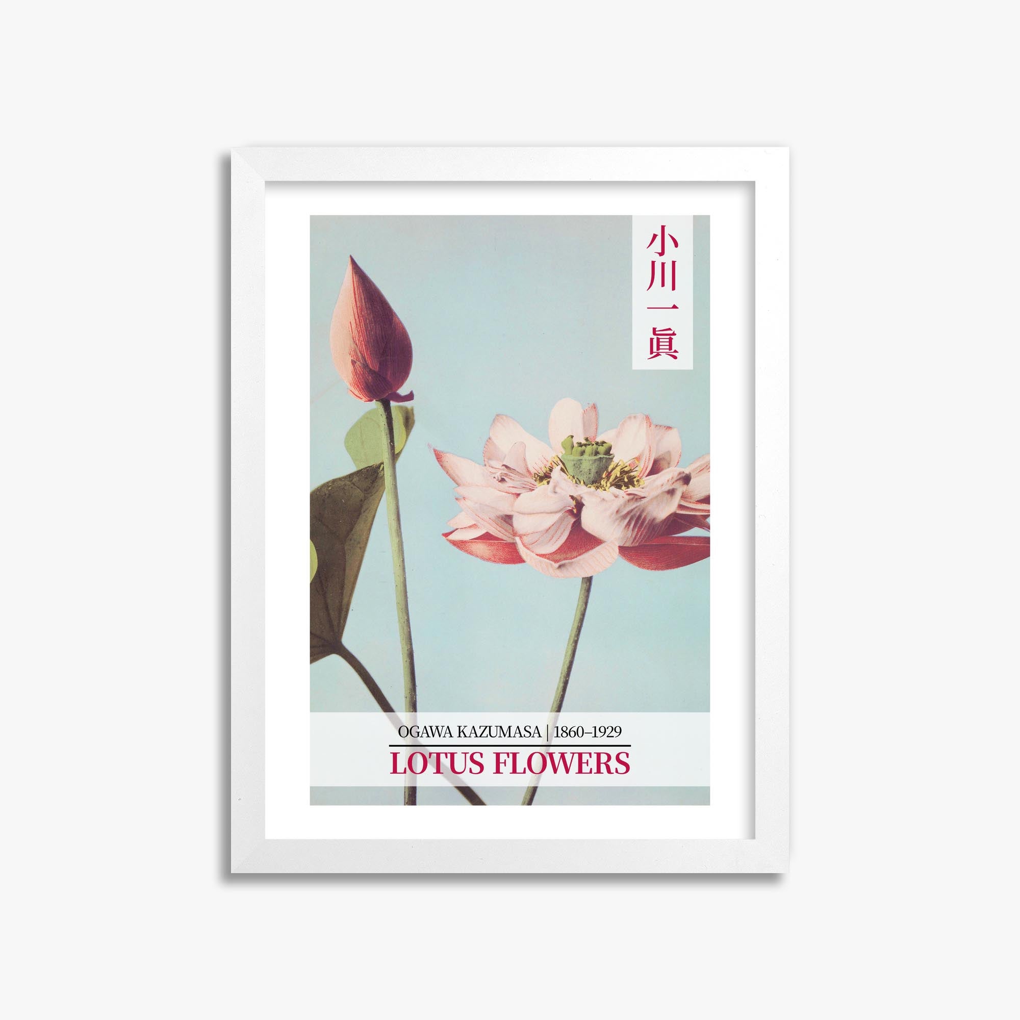 Ogawa Kazumasa: Lotus Flowers - Gallery-style 2 30x40 cm Art Reproduction With White Frame