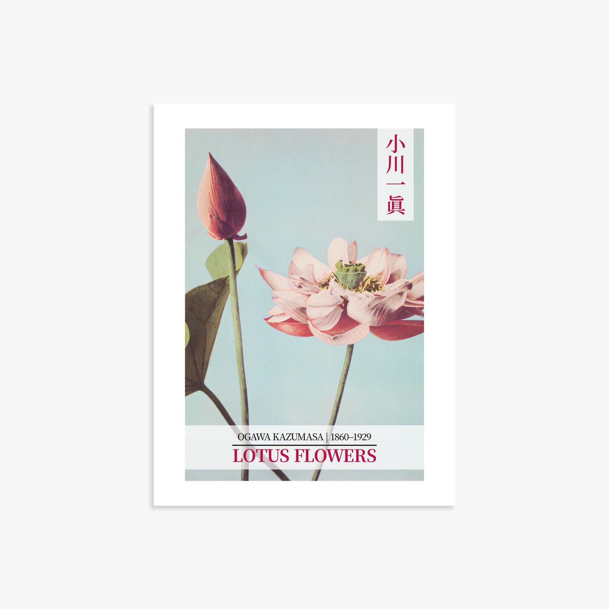 Ogawa Kazumasa: Lotus Flowers - Gallery-style 2 30x40 cm Art Reproduction Unframed