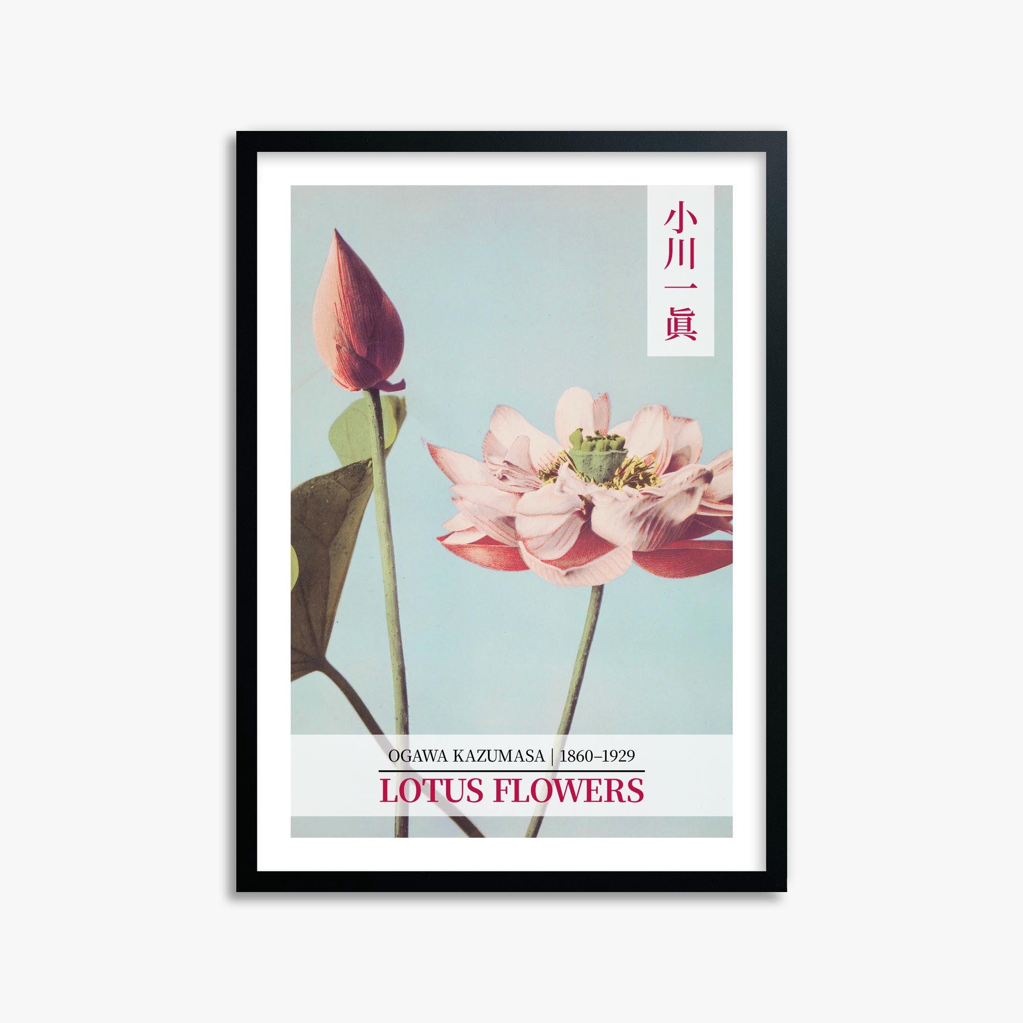 Ogawa Kazumasa: Lotus Flowers - Gallery-style 2 50x70 cm Art Reproduction With Black Frame