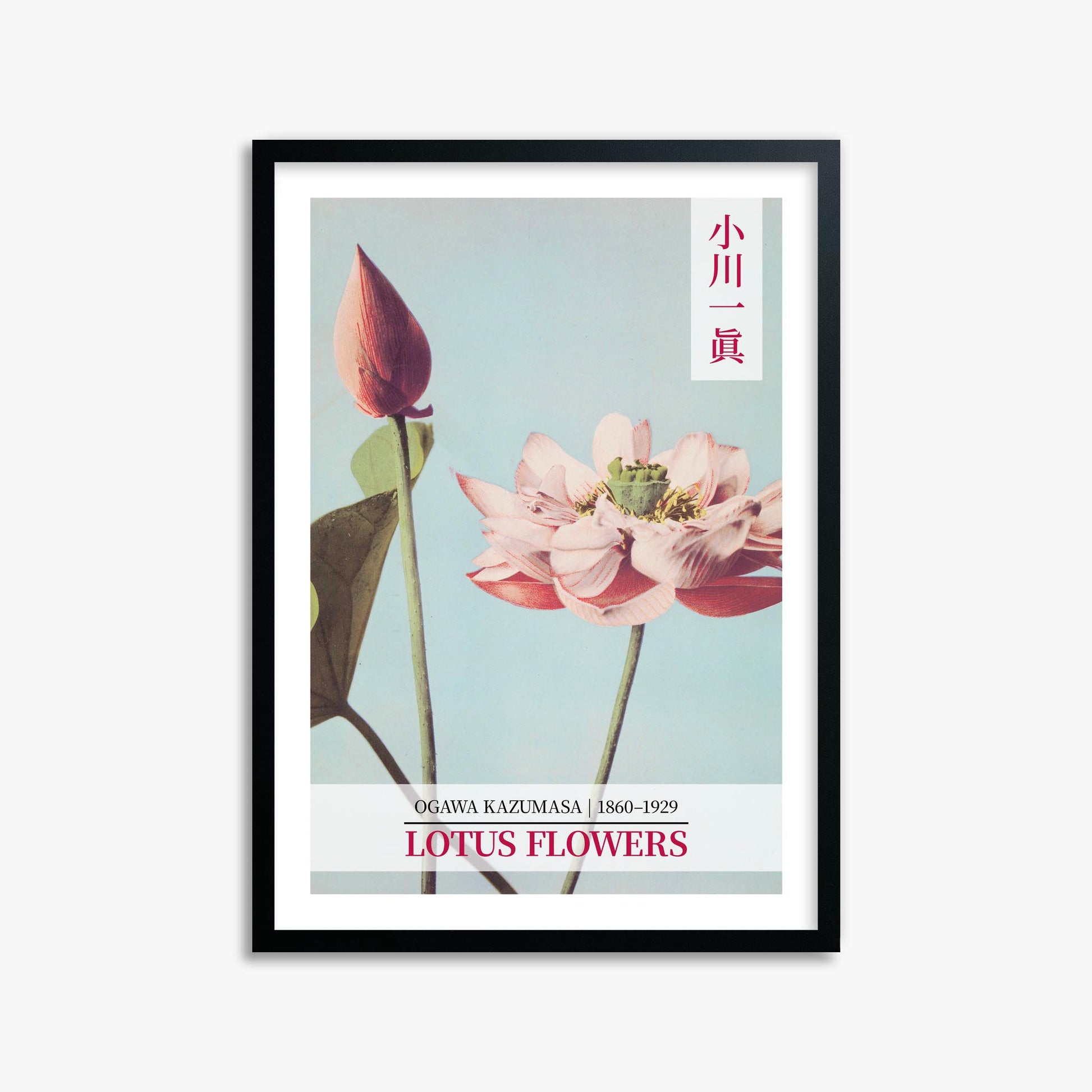 Ogawa Kazumasa: Lotus Flowers - Gallery-style 2 50x70 cm Art Reproduction With Black Frame