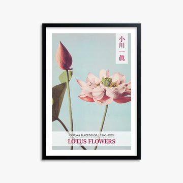 Ogawa Kazumasa: Lotus Flowers - Gallery-style 2 50x70 cm Art Reproduction With Black Frame