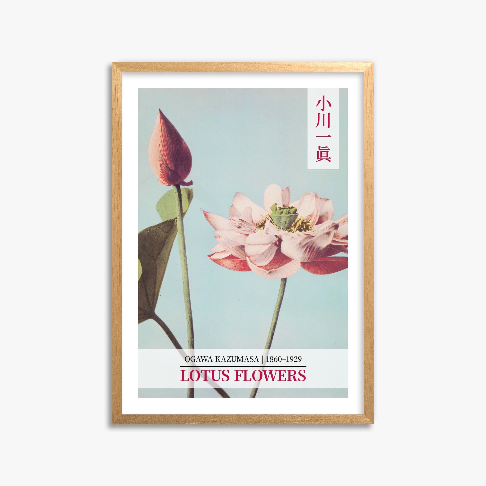 Ogawa Kazumasa: Lotus Flowers - Gallery-style 2 50x70 cm Art Reproduction With Oak Frame