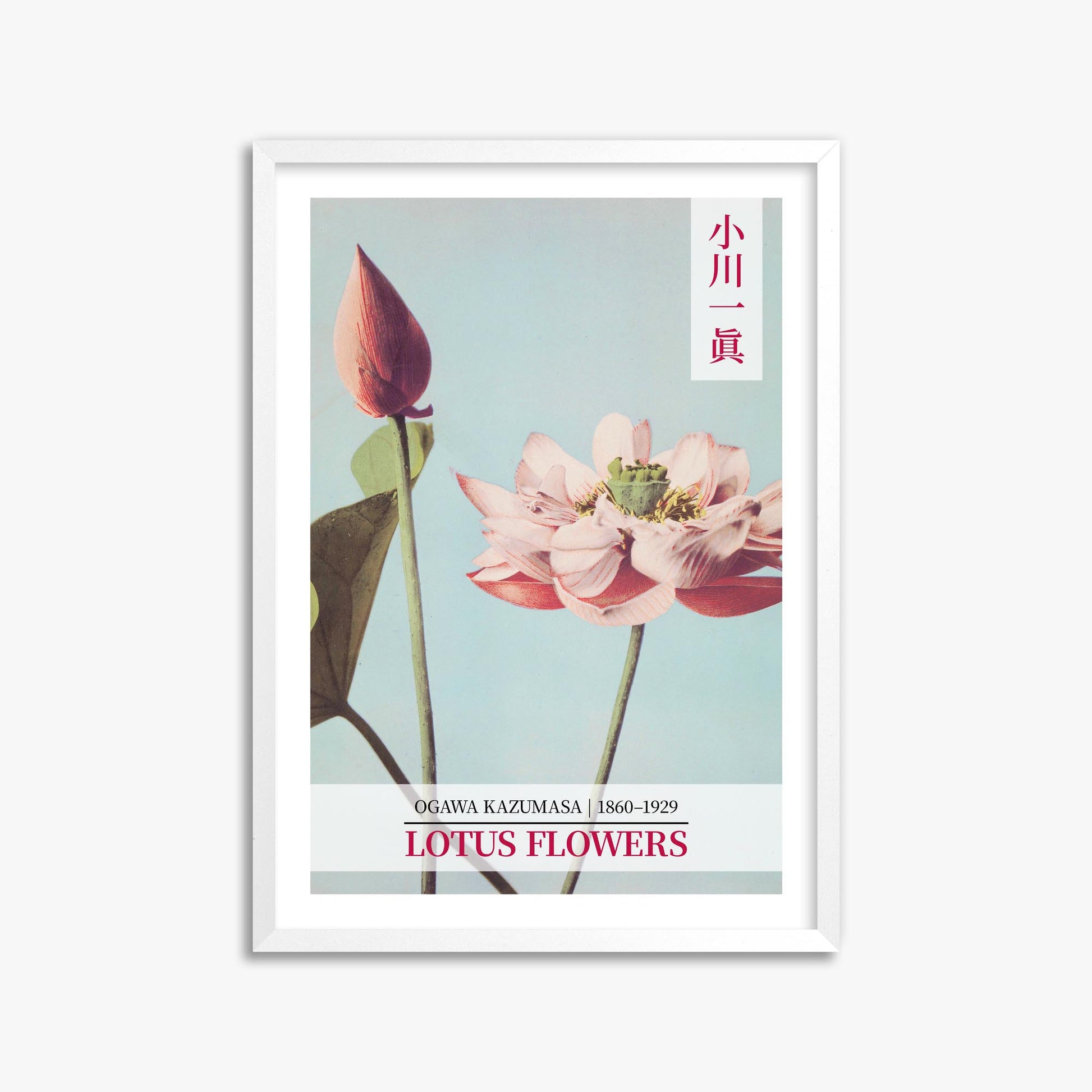 Ogawa Kazumasa: Lotus Flowers - Gallery-style 2 50x70 cm Art Reproduction With White Frame