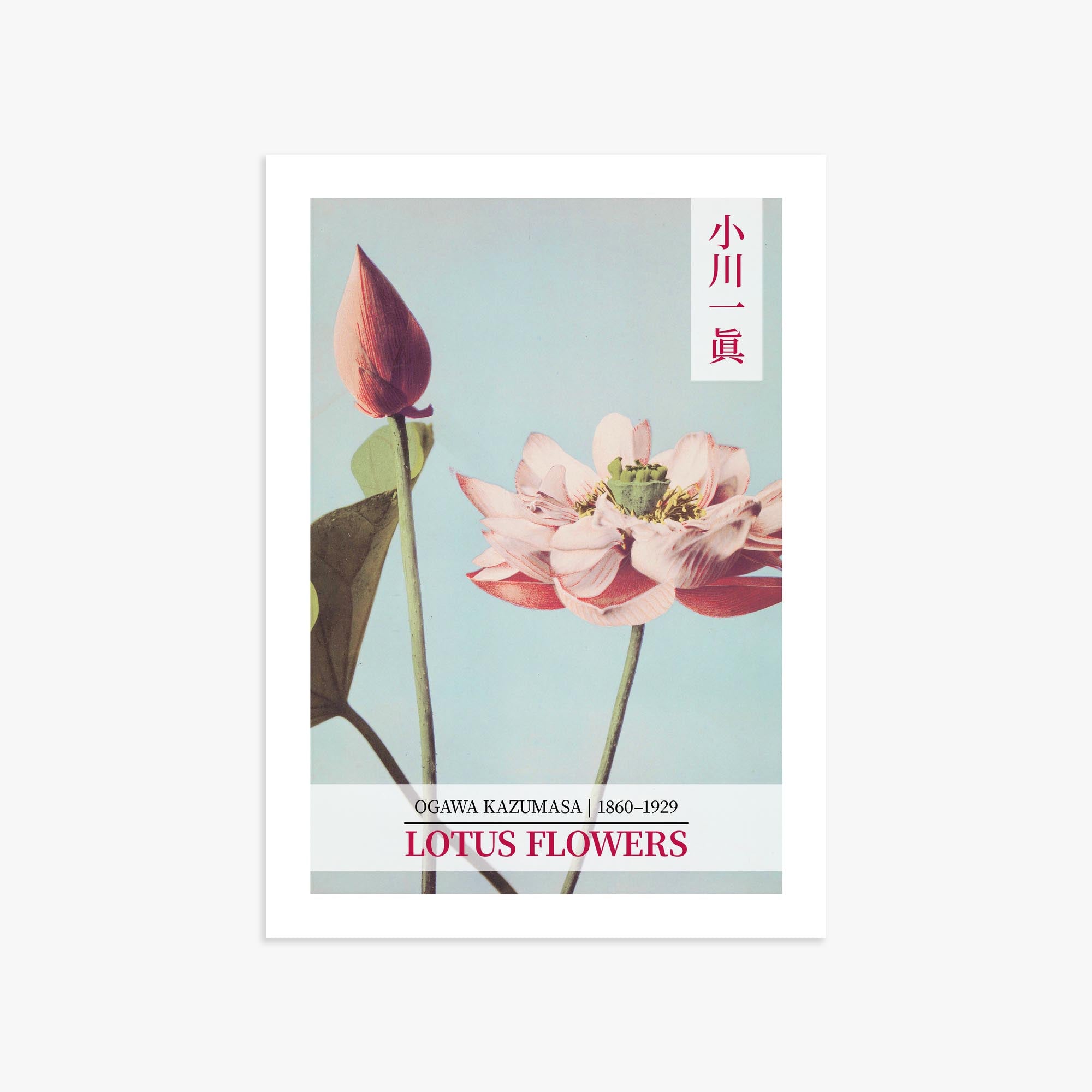 Ogawa Kazumasa: Lotus Flowers - Gallery-style 2 50x70 cm Art Reproduction Unframed