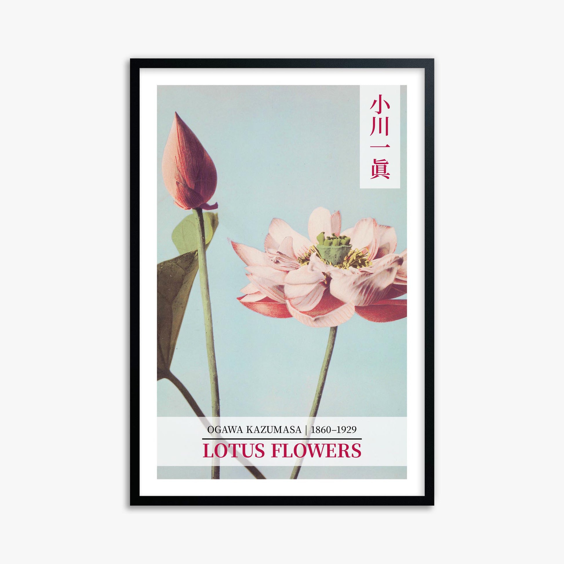 Ogawa Kazumasa: Lotus Flowers - Gallery-style 2 61x91 cm Art Reproduction With Black Frame