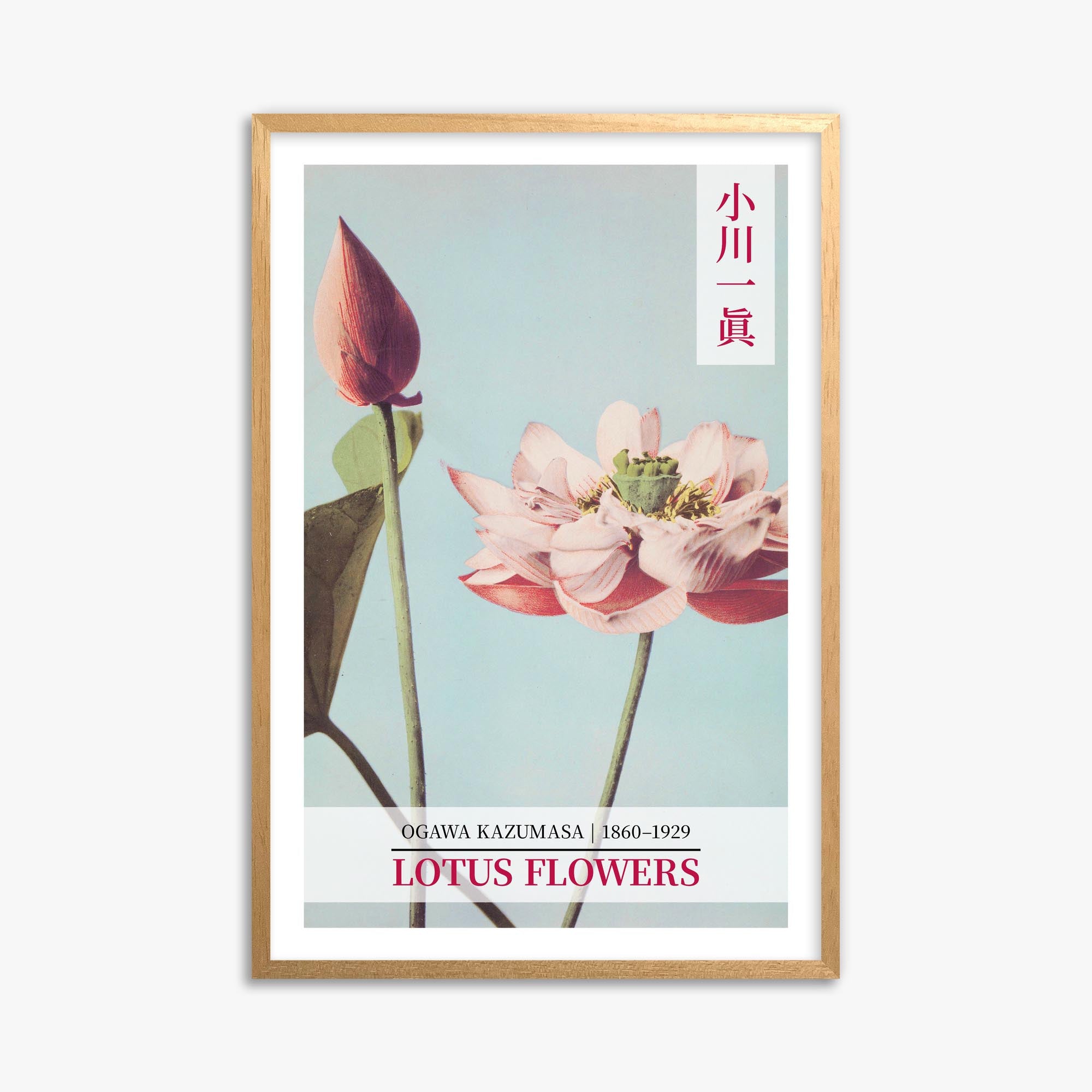 Ogawa Kazumasa: Lotus Flowers - Gallery-style 2 61x91 cm Art Reproduction With Oak Frame