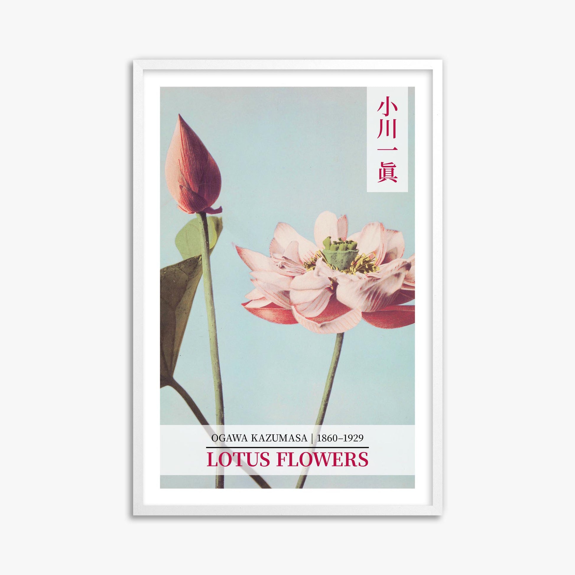 Ogawa Kazumasa: Lotus Flowers - Gallery-style 2 61x91 cm Art Reproduction With White Frame