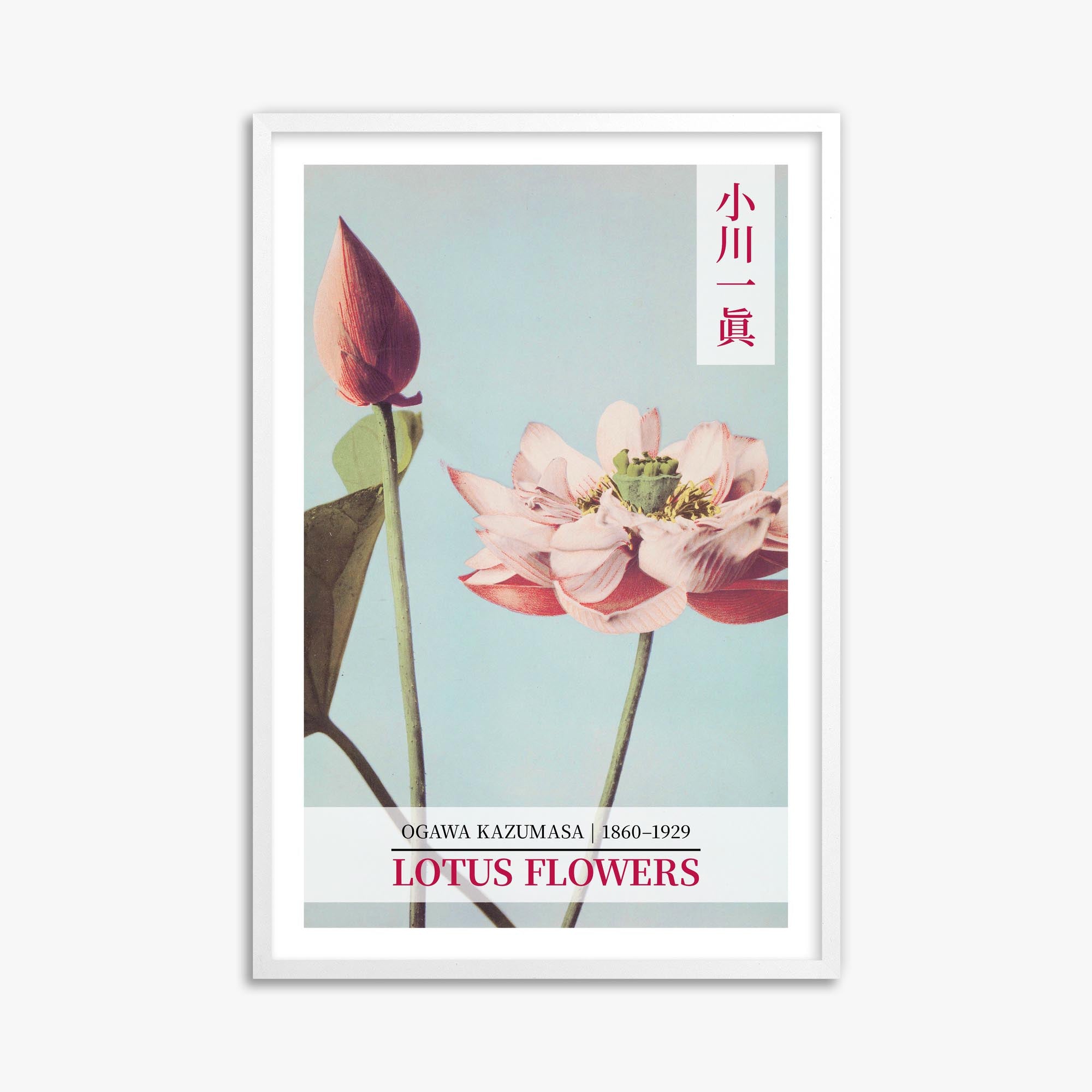 Ogawa Kazumasa: Lotus Flowers - Gallery-style 2 61x91 cm Art Reproduction With White Frame