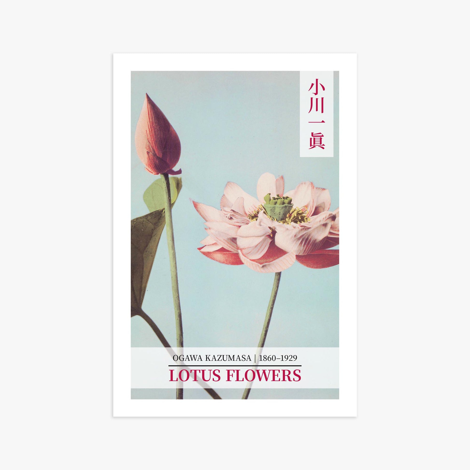 Ogawa Kazumasa: Lotus Flowers - Gallery-style 2 61x91 cm Art Reproduction Unframed