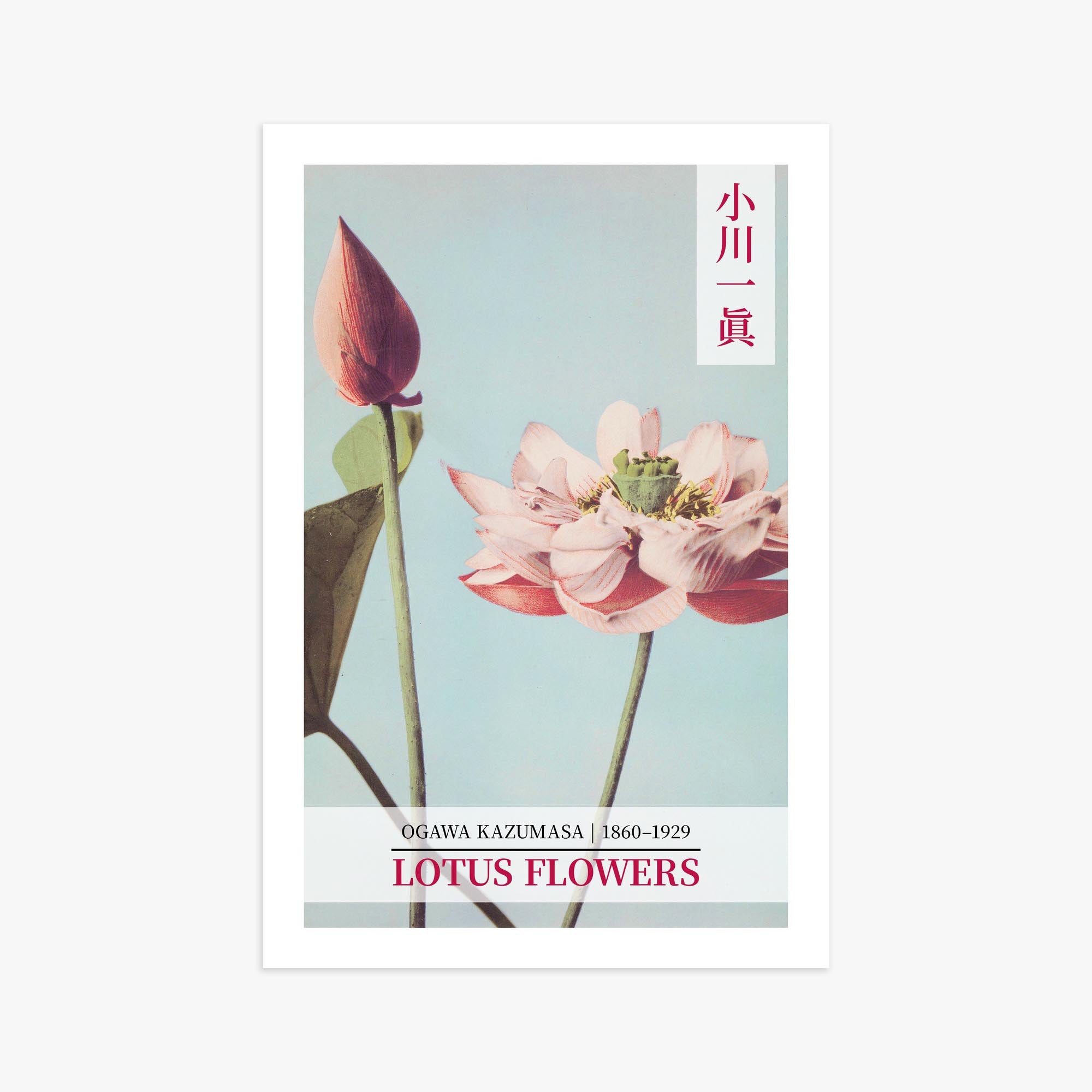 Ogawa Kazumasa: Lotus Flowers - Gallery-style 2 61x91 cm Art Reproduction Unframed