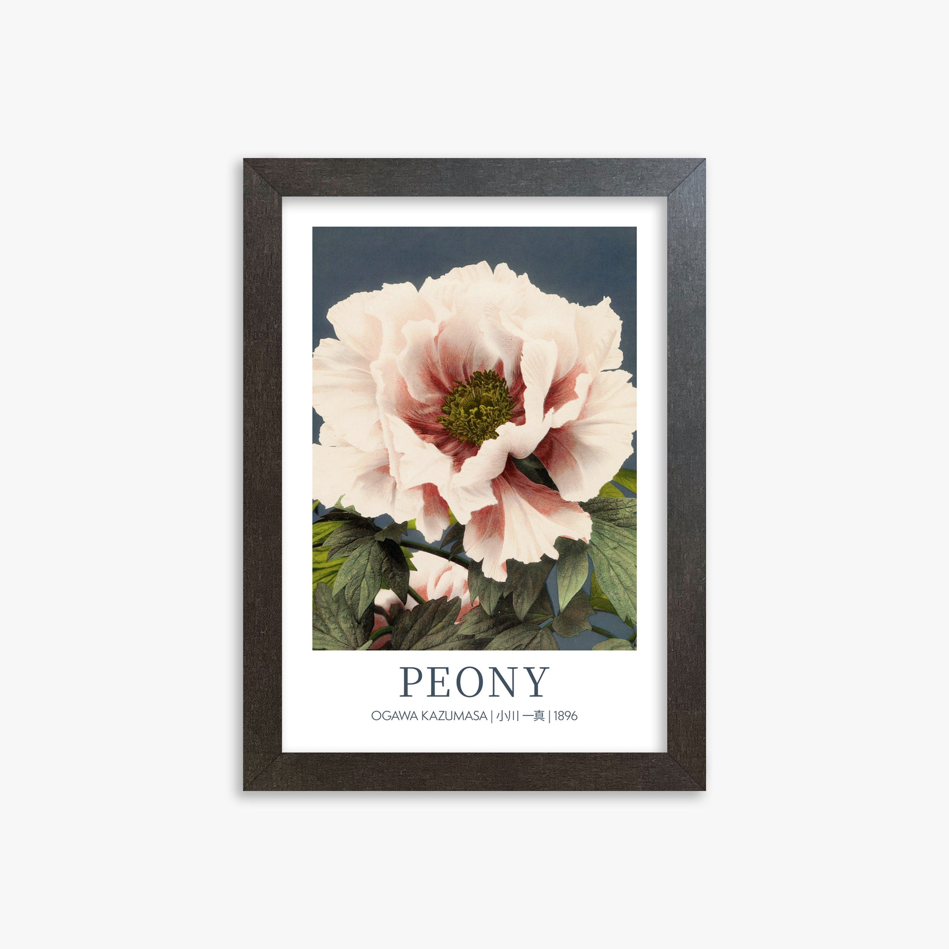 Ogawa Kazumasa: Peony - Gallery-style, 21x30cm Framed Art Reproduction With Espresso Frame