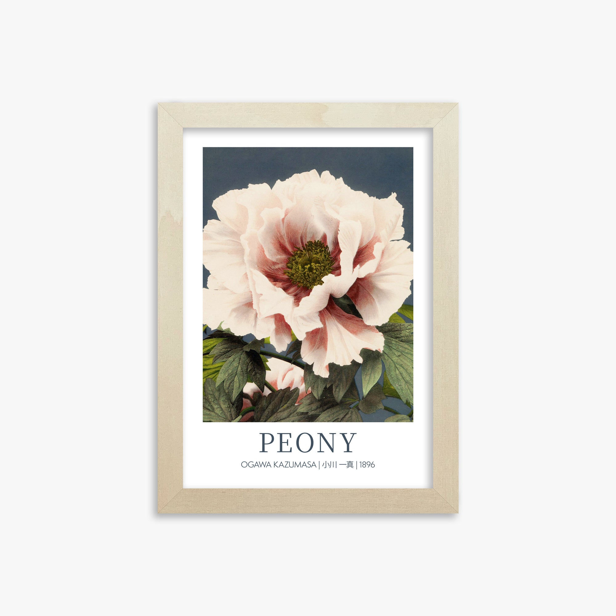 Ogawa Kazumasa: Peony - Gallery-style, 21x30cm Framed Art Reproduction With Lime Wood Frame