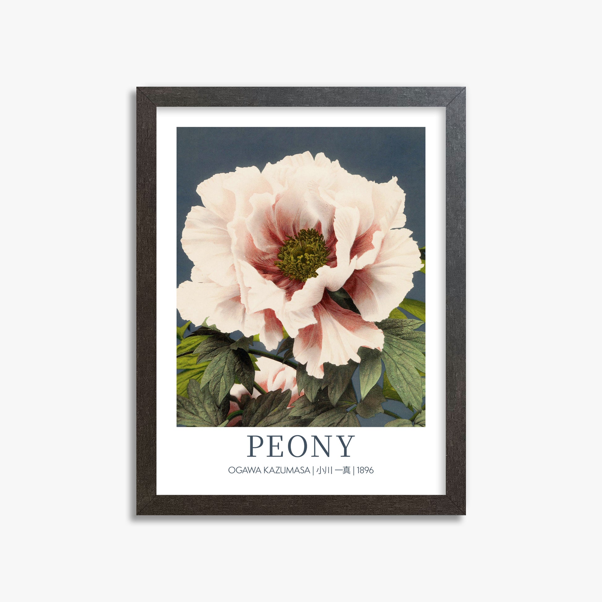 Ogawa Kazumasa: Peony - Gallery-style, 30x40cm Framed Art Reproduction With Espresso Frame
