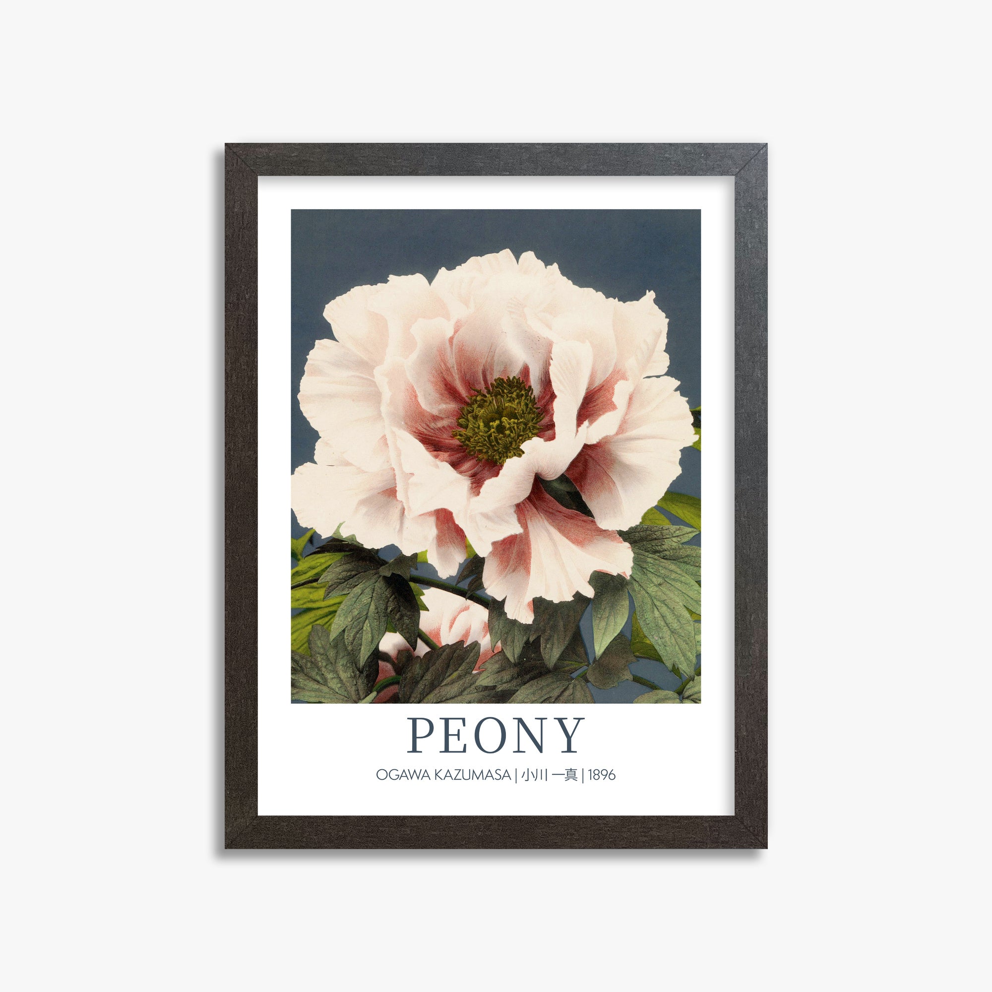 Ogawa Kazumasa: Peony - Gallery-style, 30x40cm Framed Art Reproduction With Espresso Frame